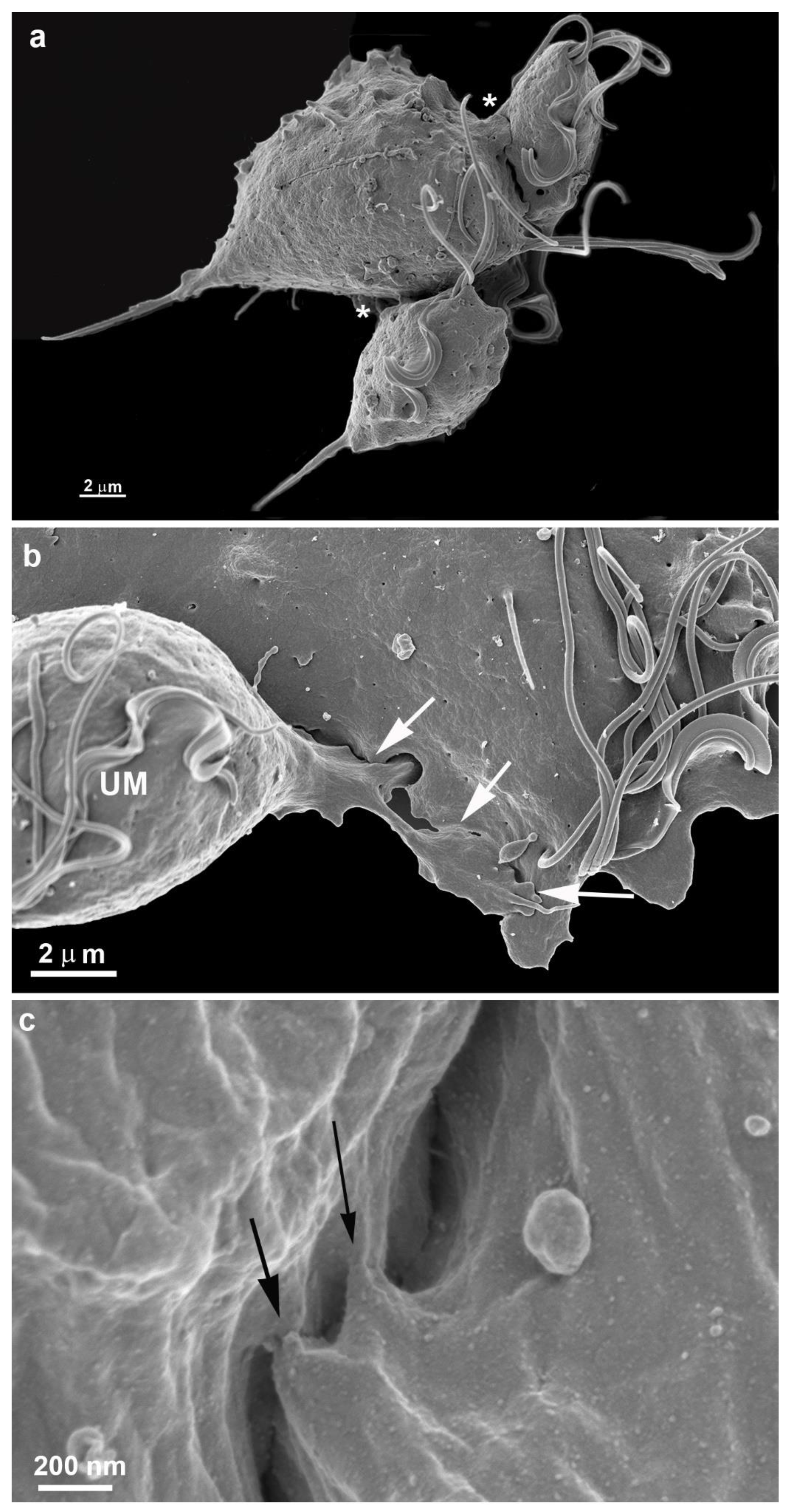 Preprints 86384 g004