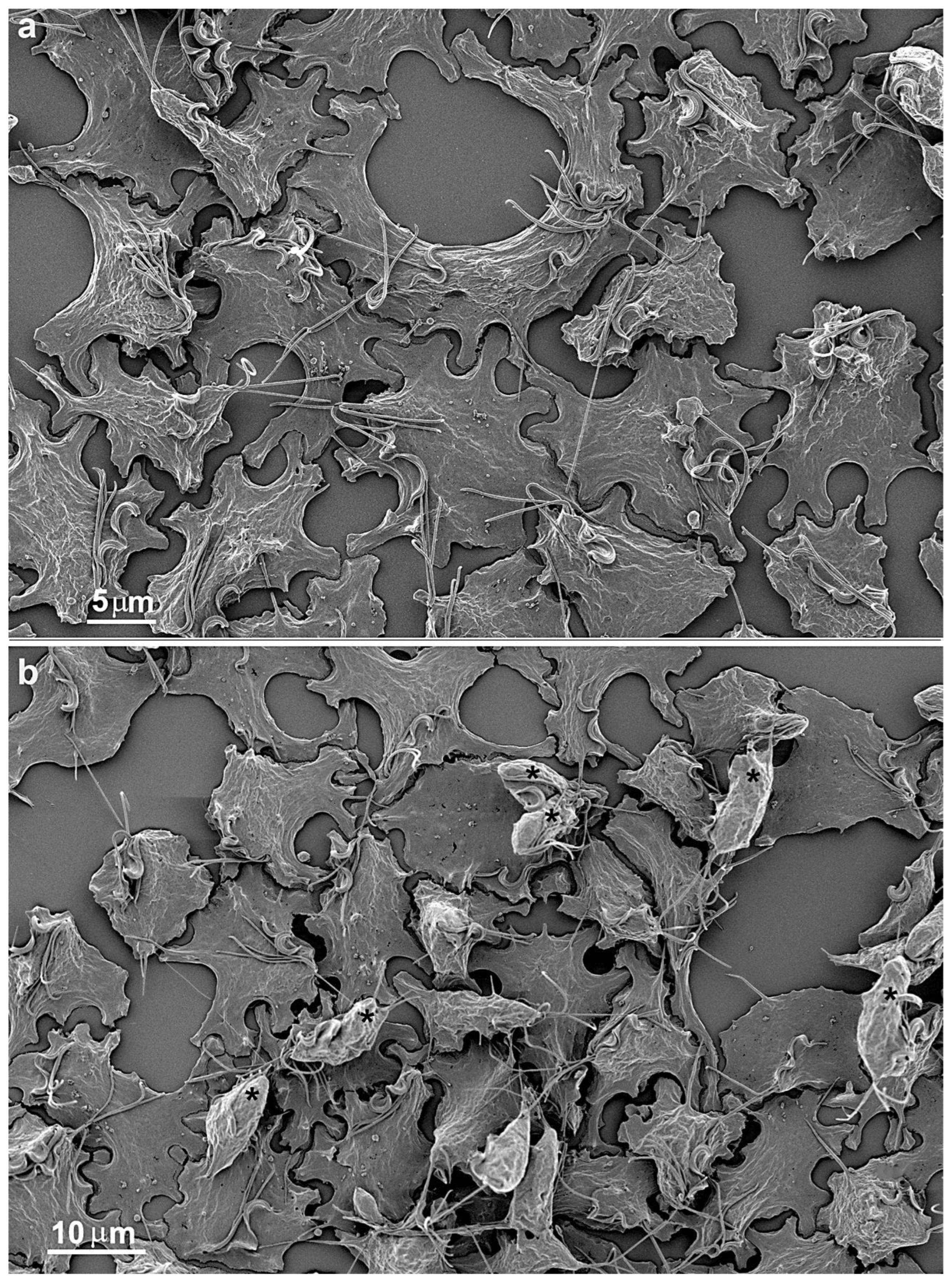 Preprints 86384 g005