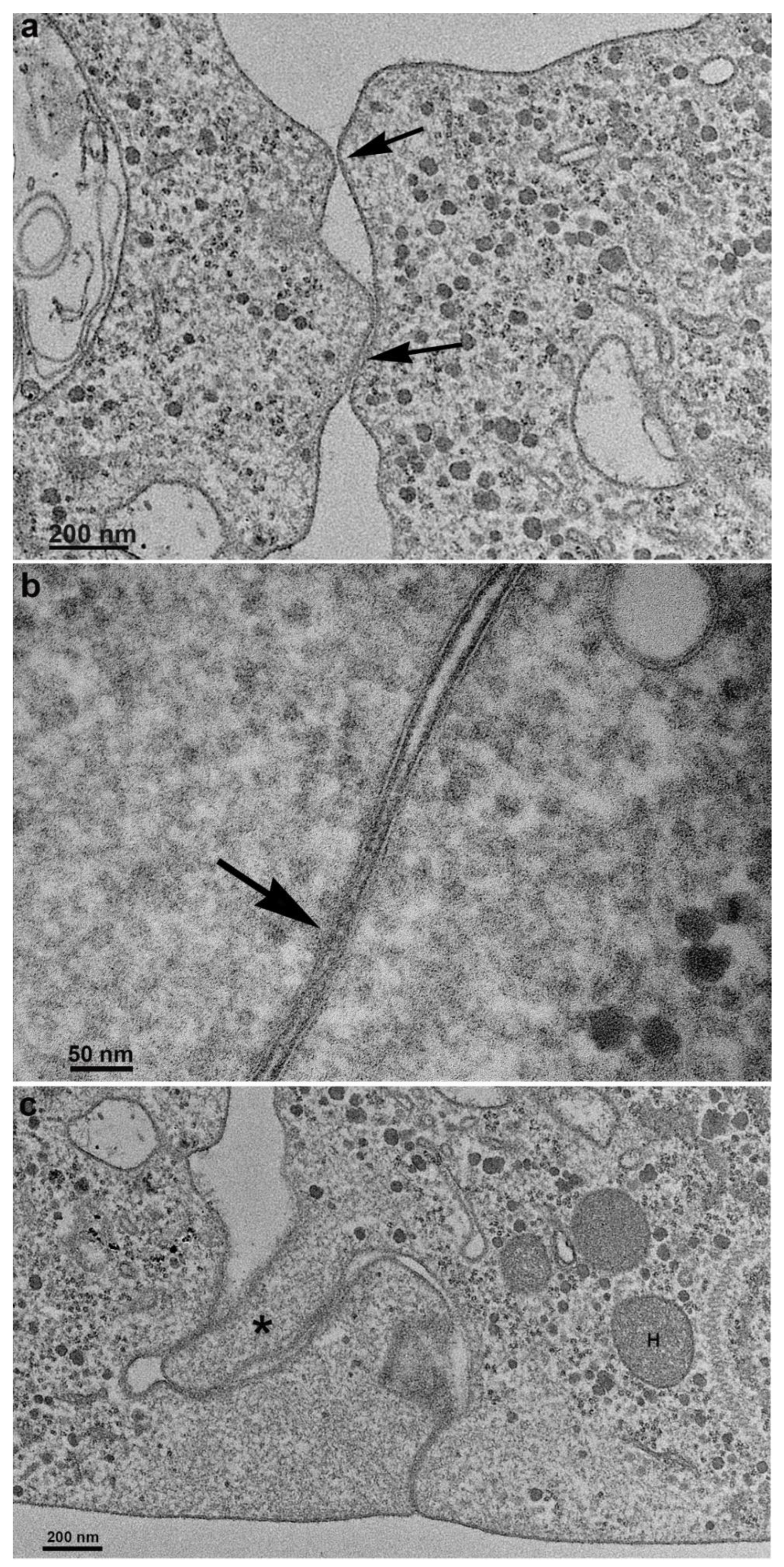 Preprints 86384 g006