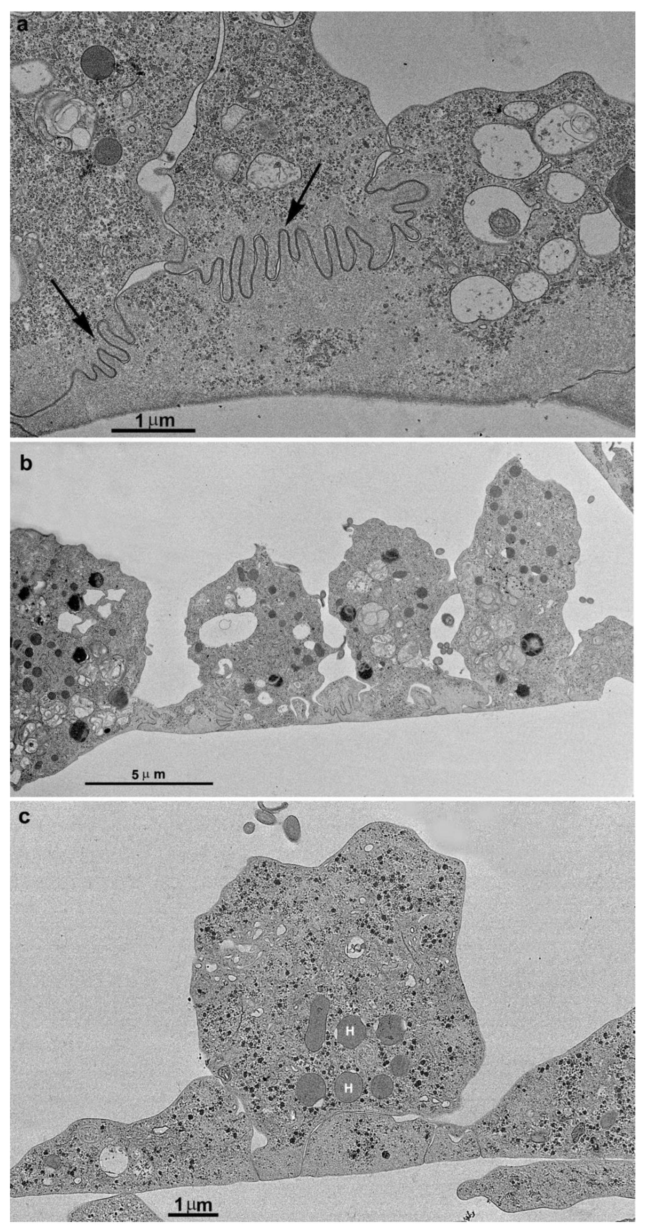 Preprints 86384 g007