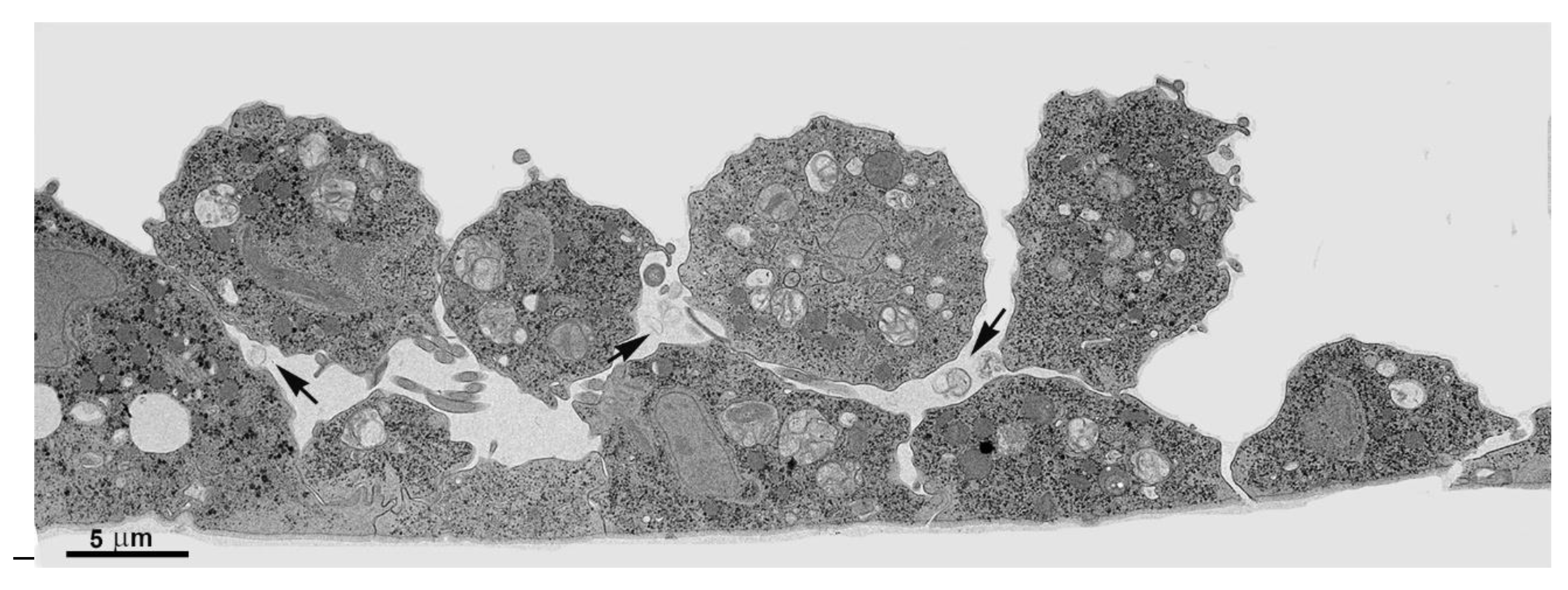 Preprints 86384 g009