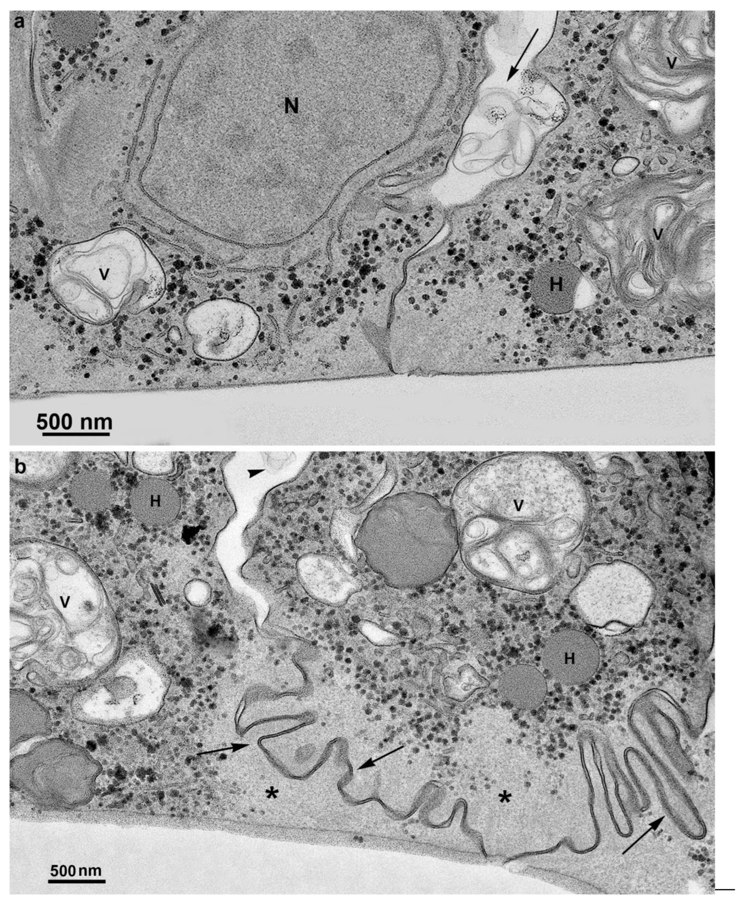 Preprints 86384 g011