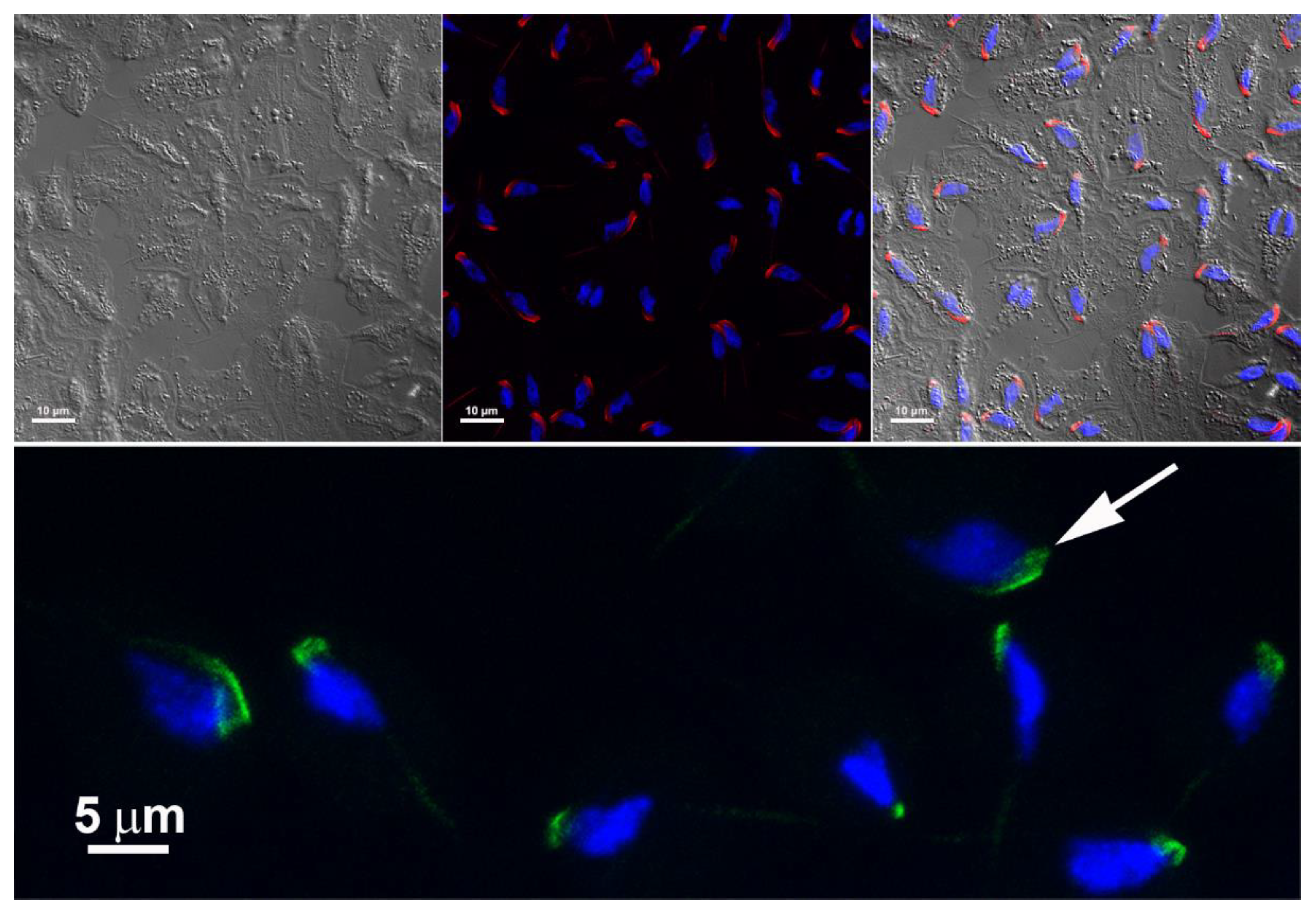 Preprints 86384 g012