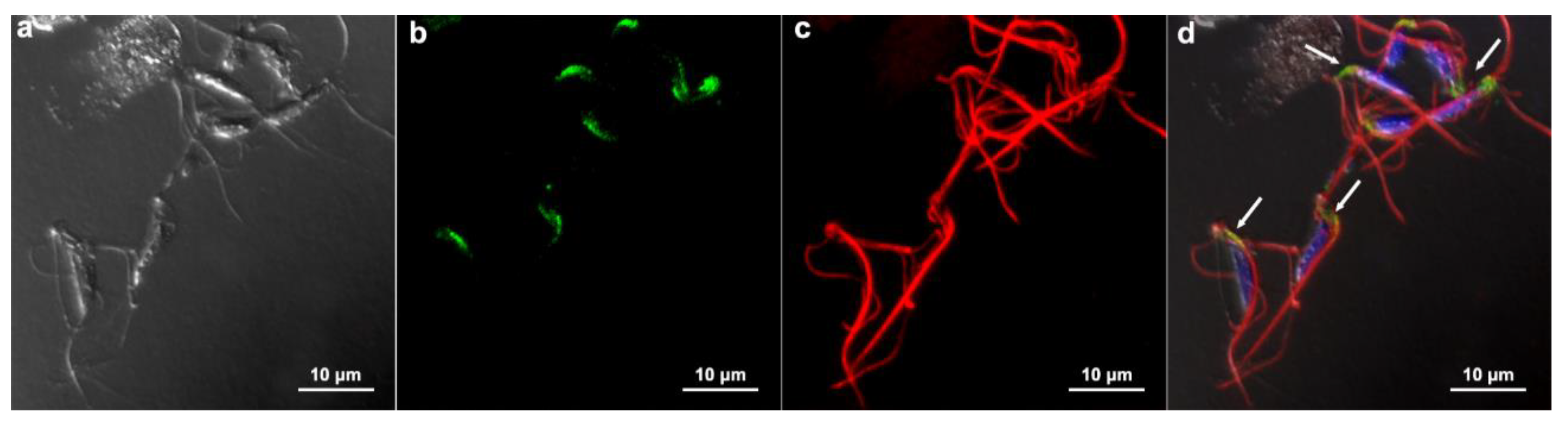 Preprints 86384 g013