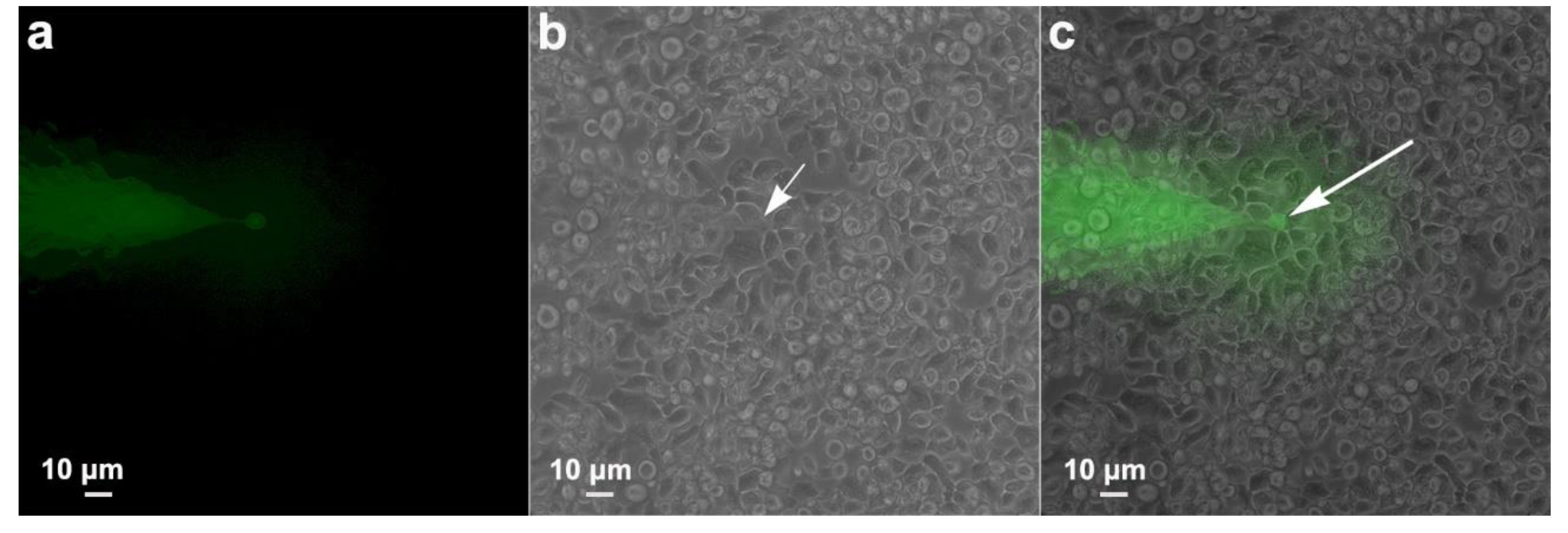 Preprints 86384 g014