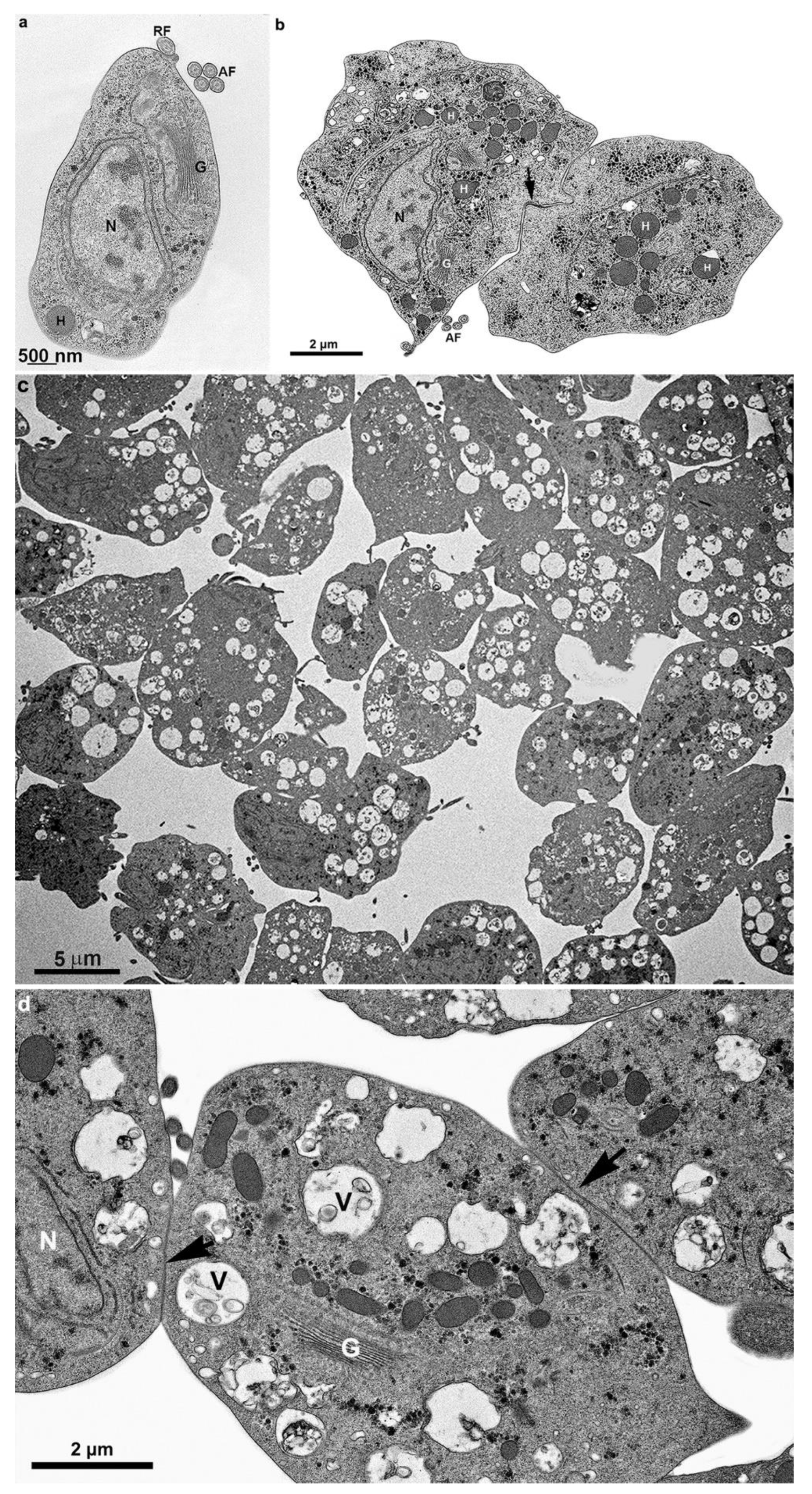 Preprints 86384 g016