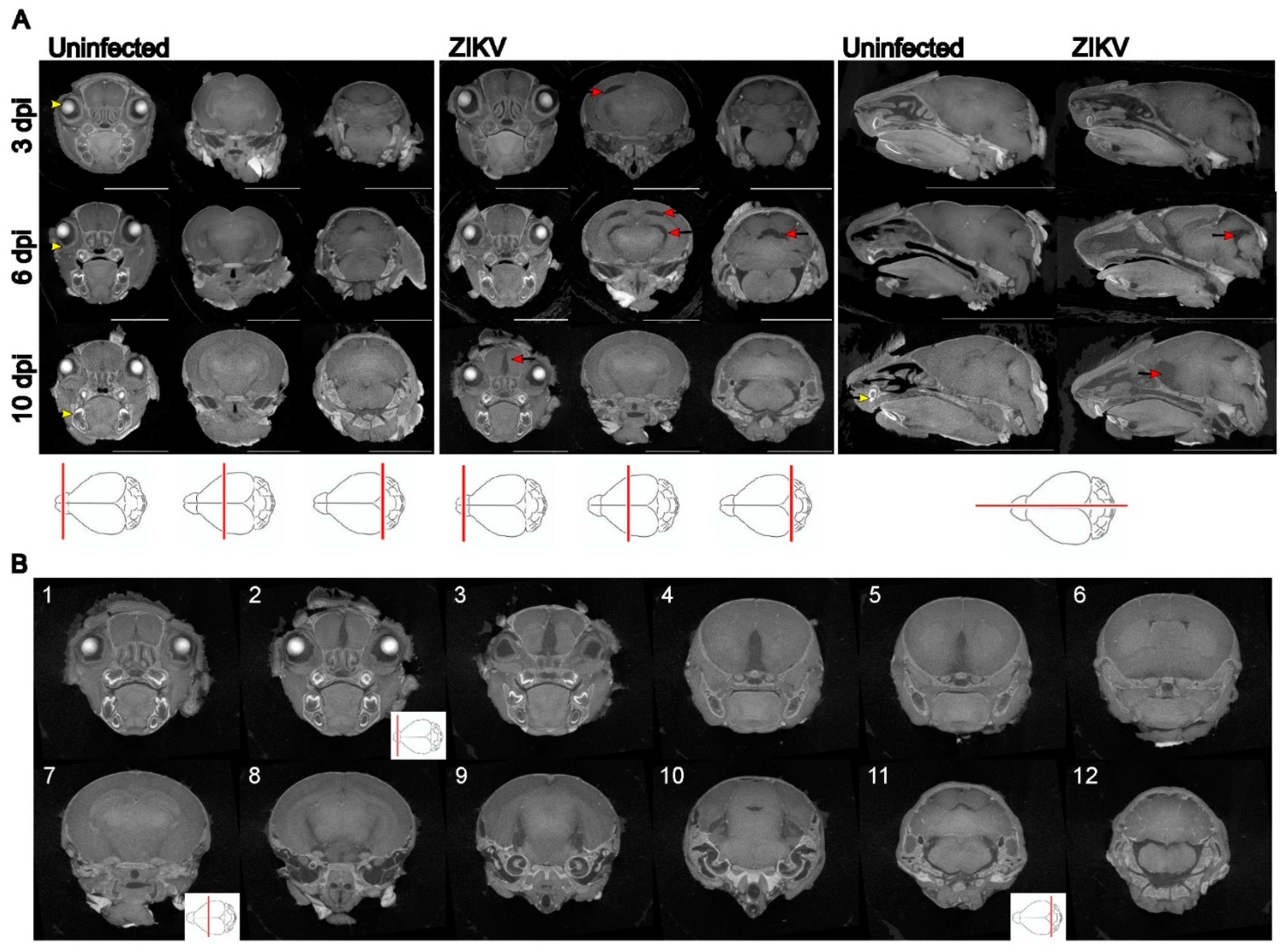 Preprints 111632 g001