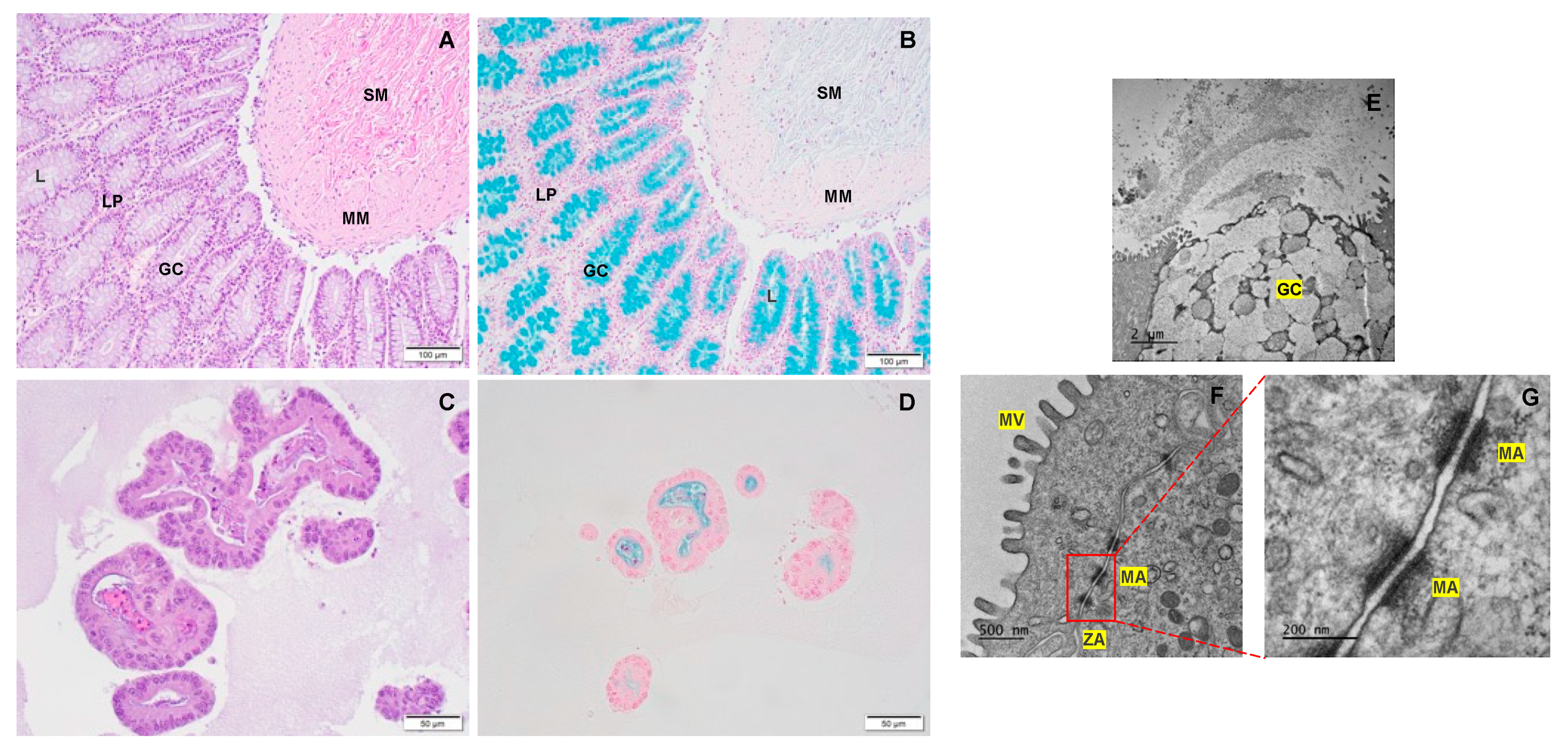 Preprints 70411 g011