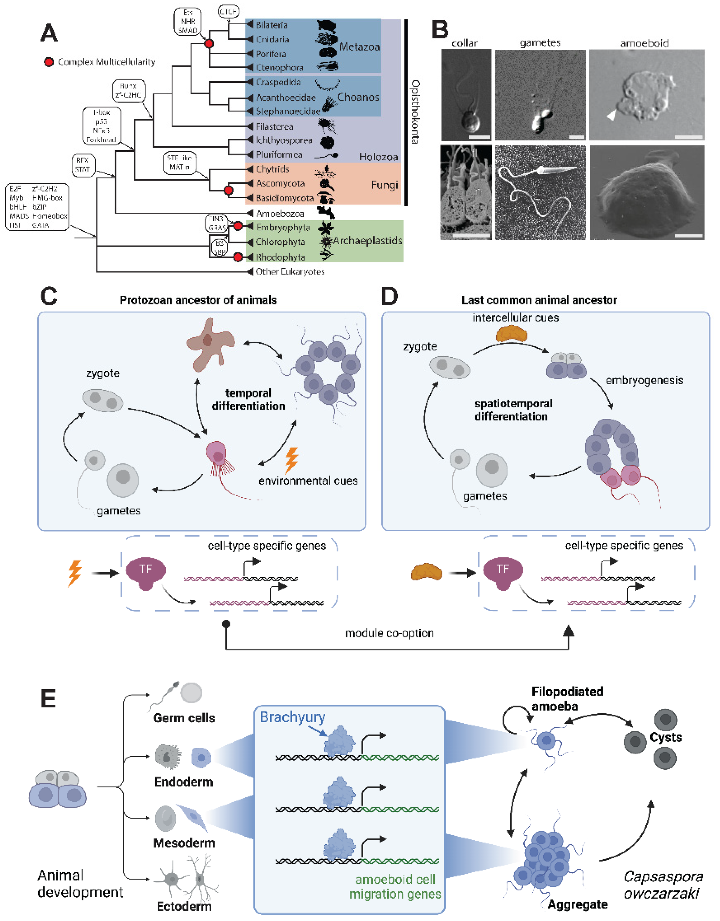 Preprints 100047 g001