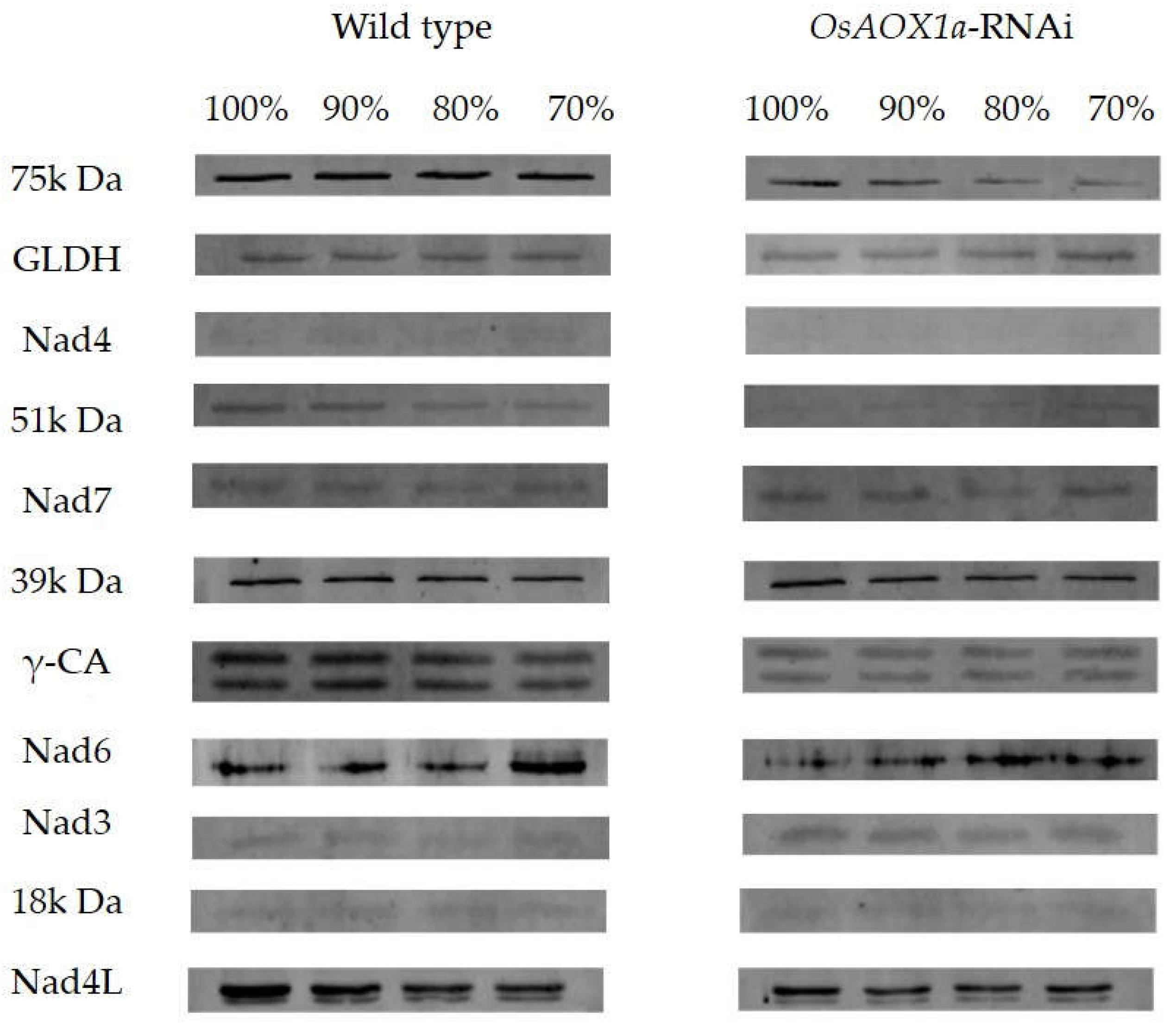 Preprints 71009 g005