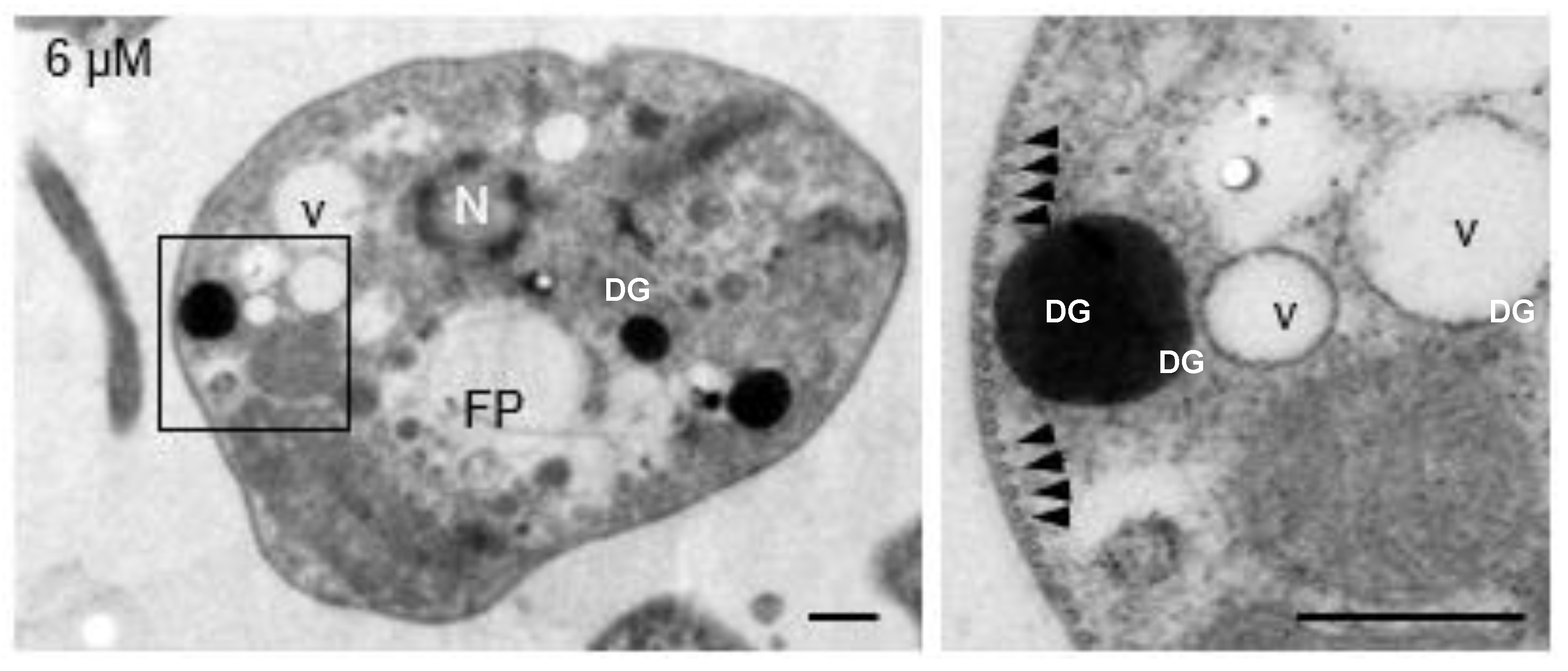 Preprints 114314 g003