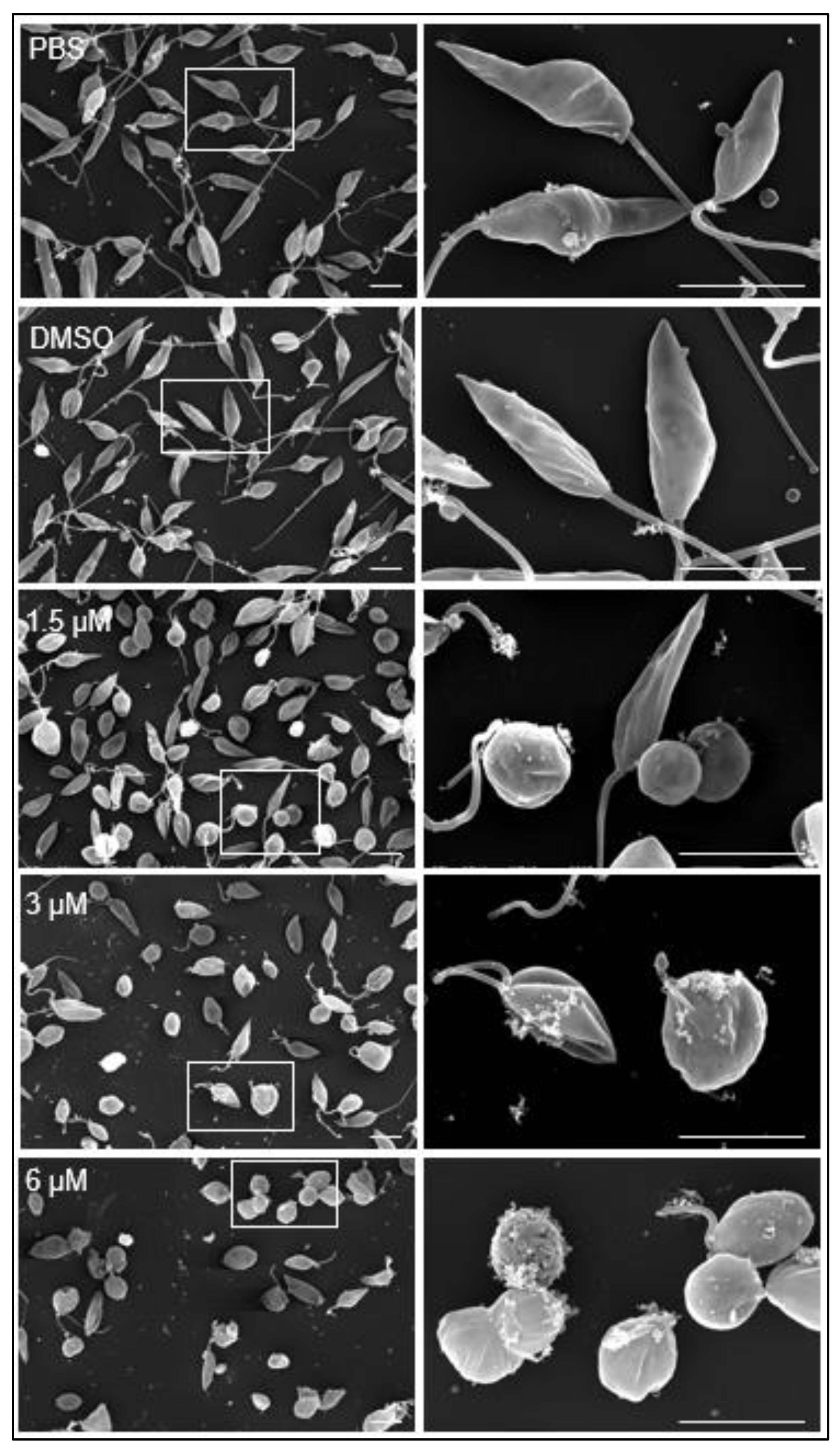 Preprints 114314 g004