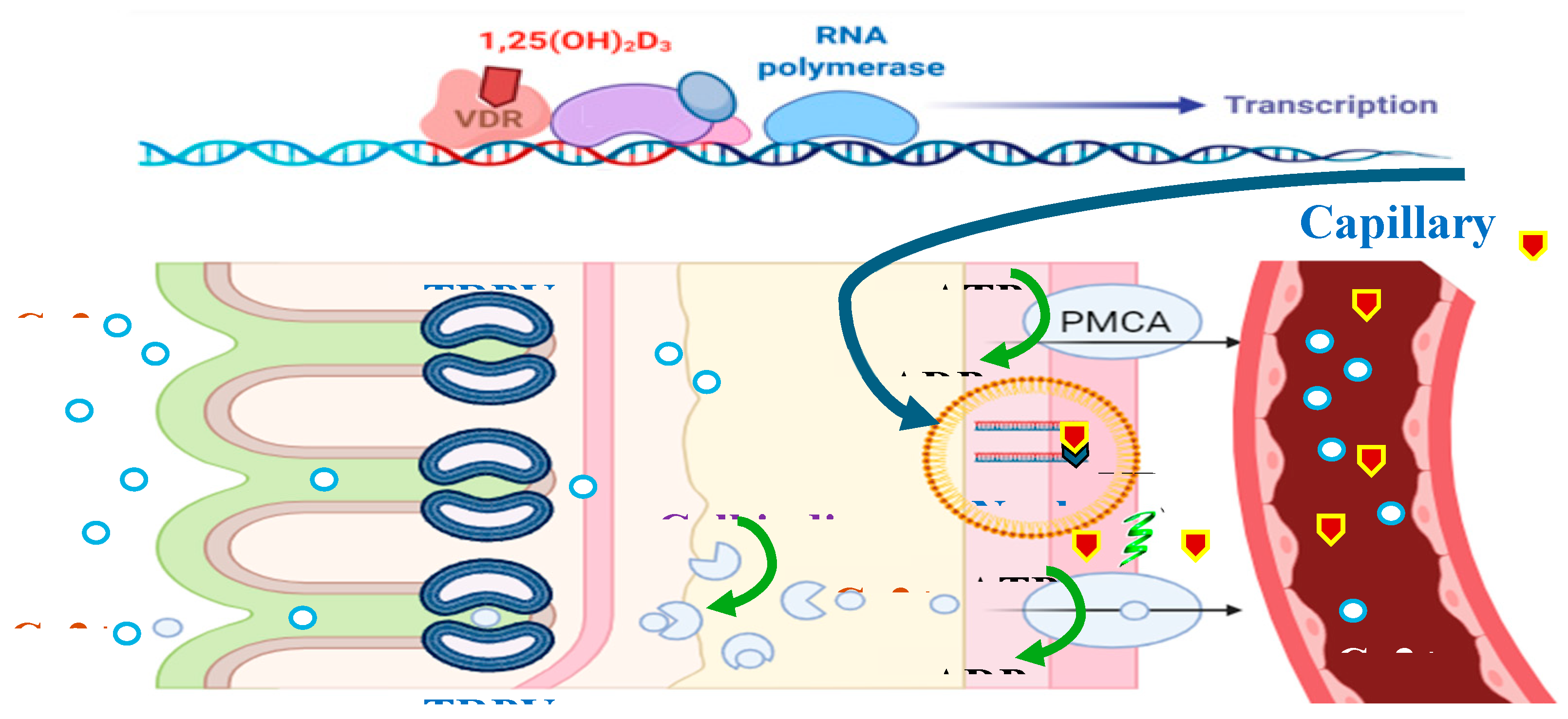 Preprints 118444 g005