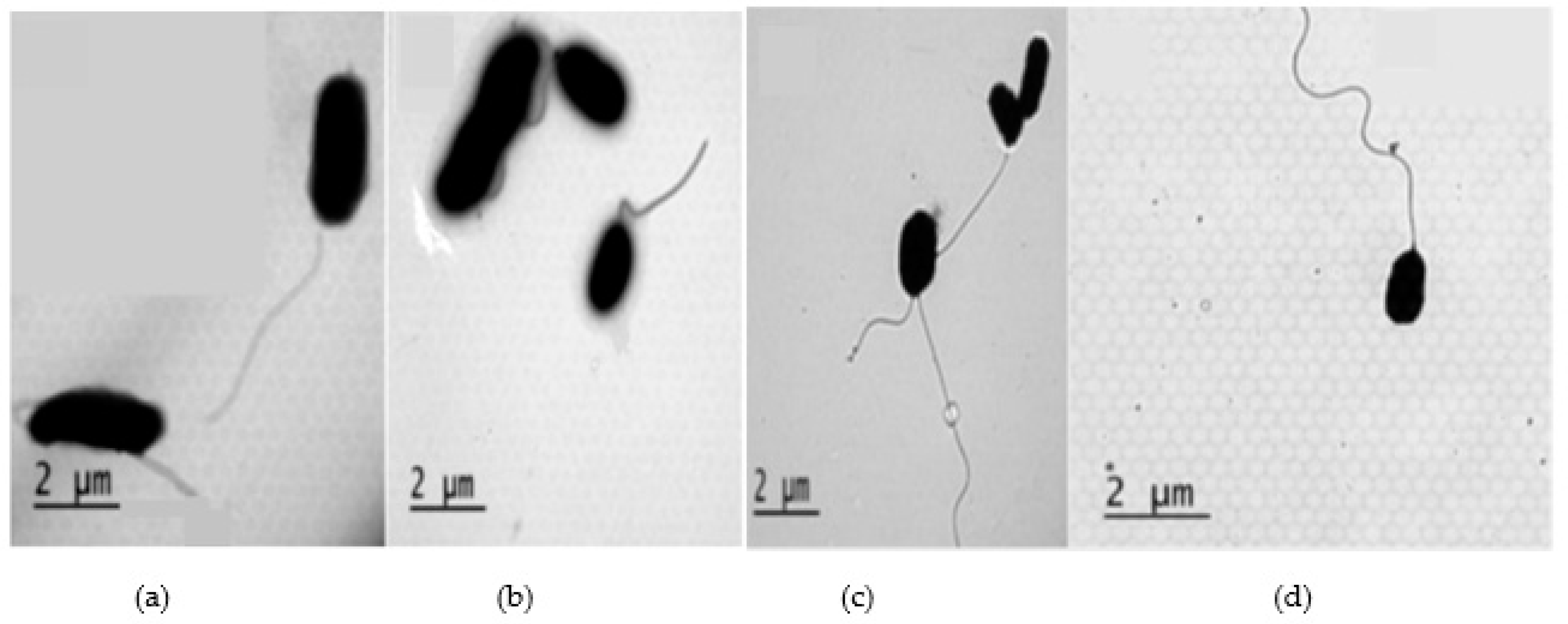 Preprints 93014 g006