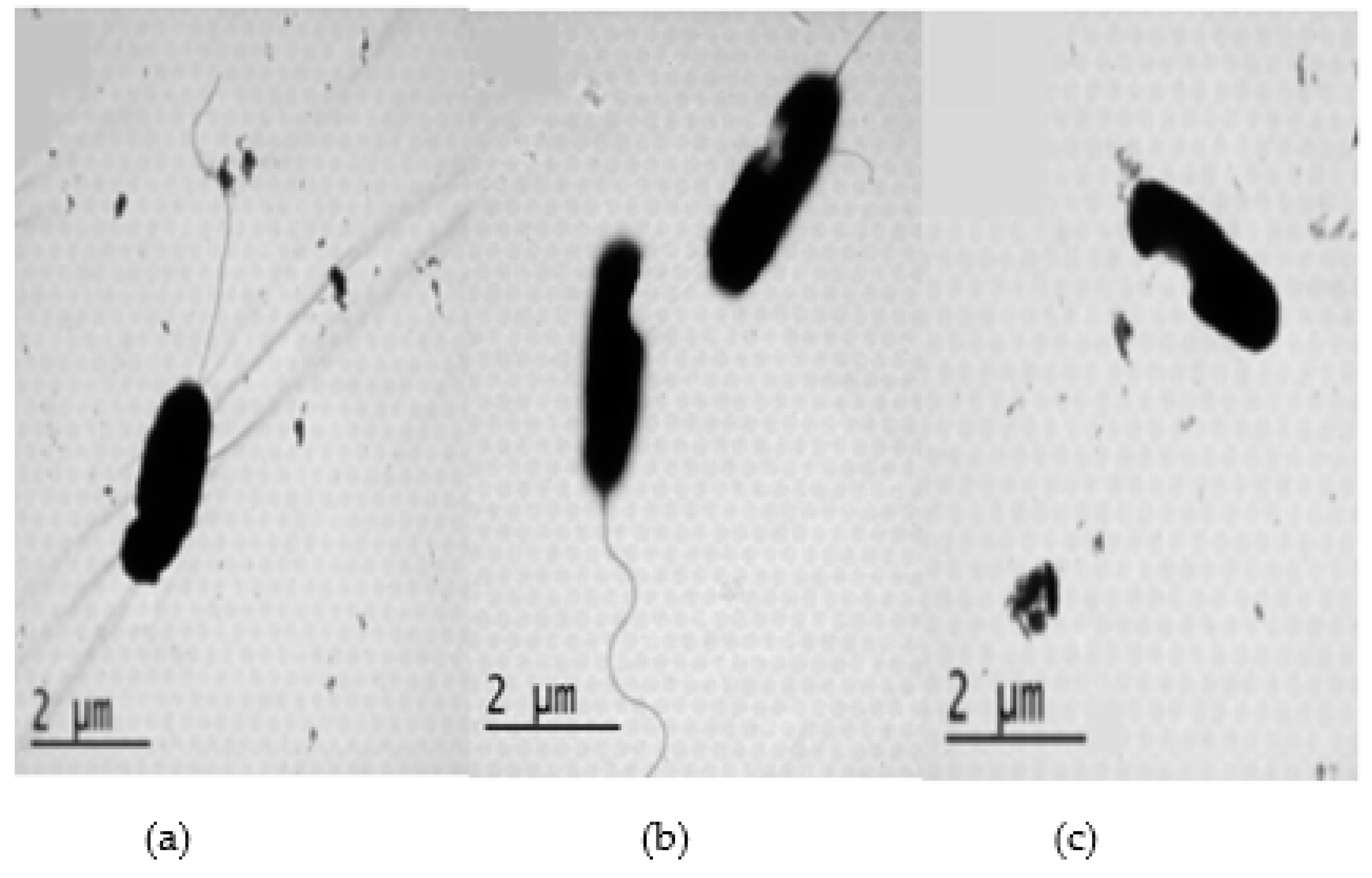 Preprints 93014 g007