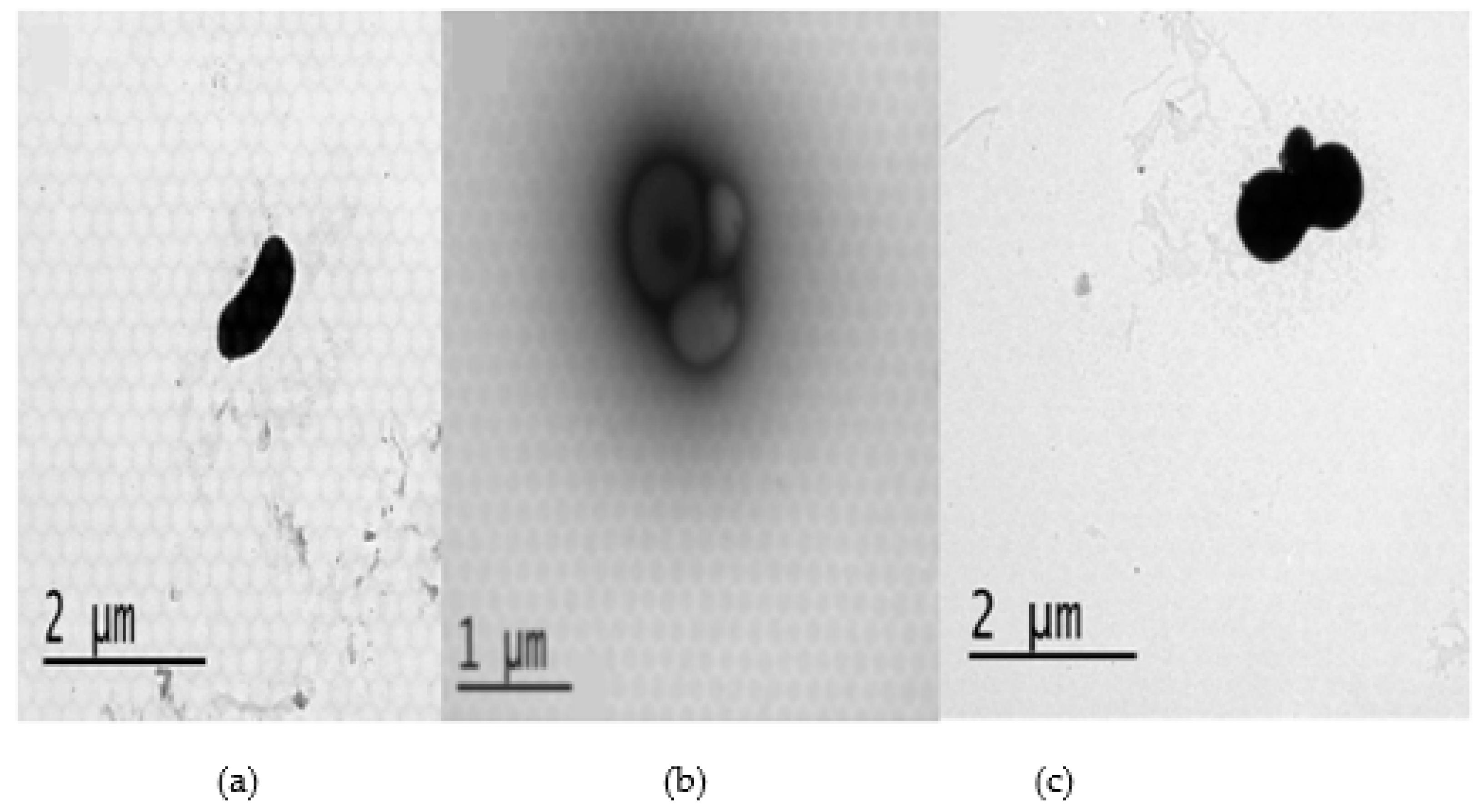 Preprints 93014 g008