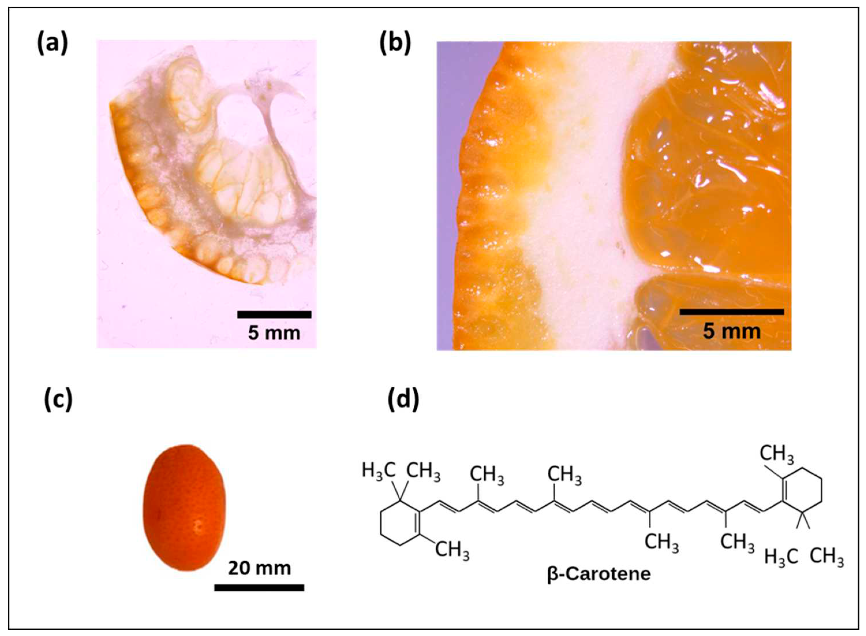 Preprints 96754 g001