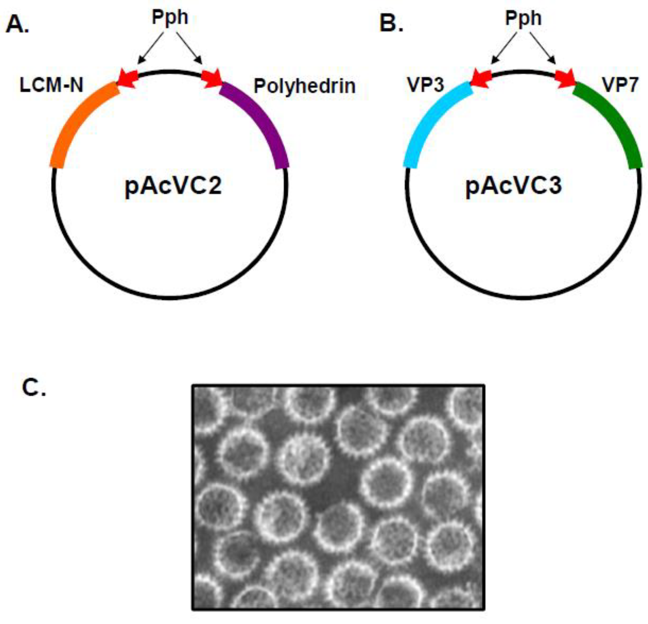 Preprints 98699 g001