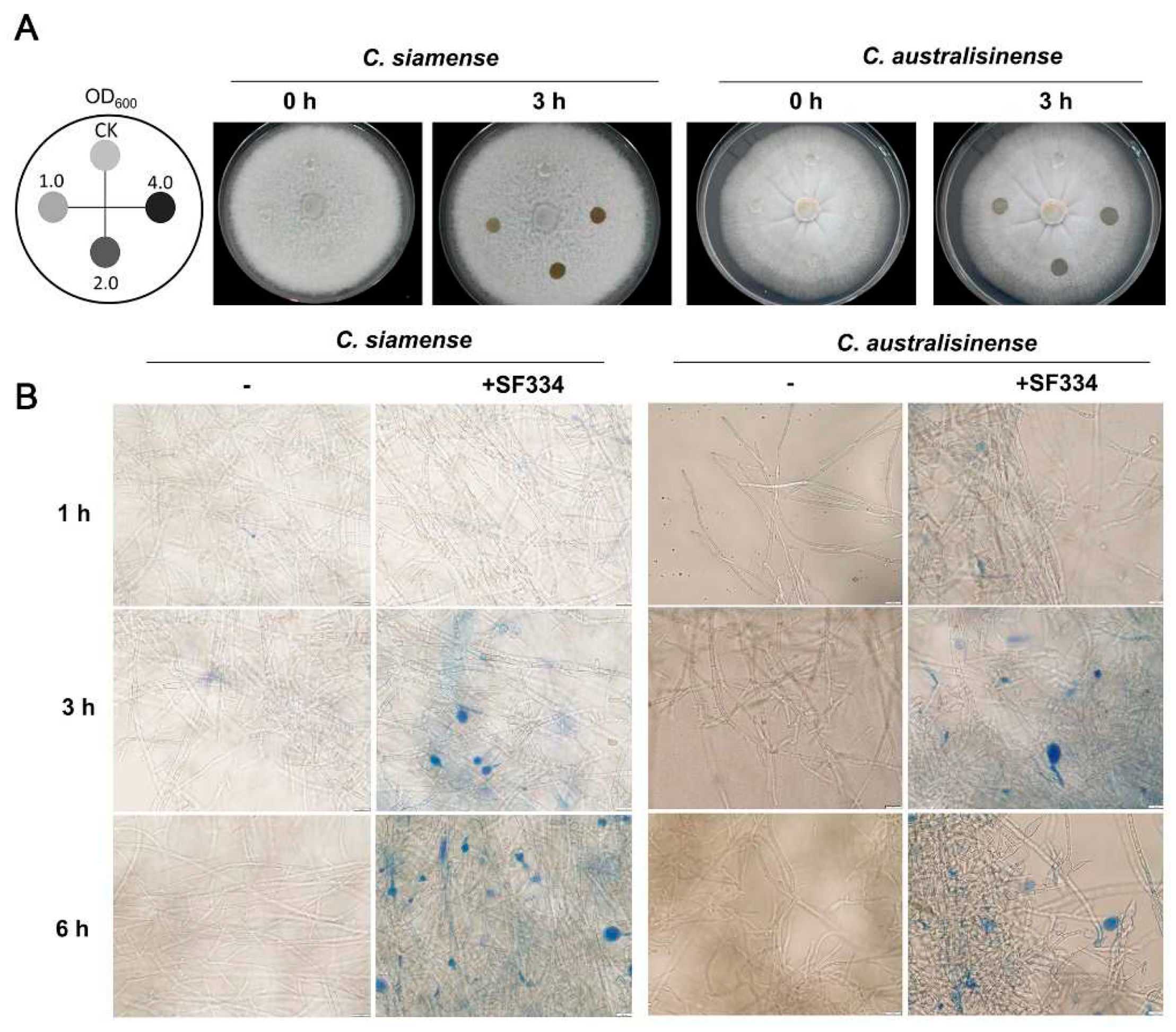 Preprints 97224 g004