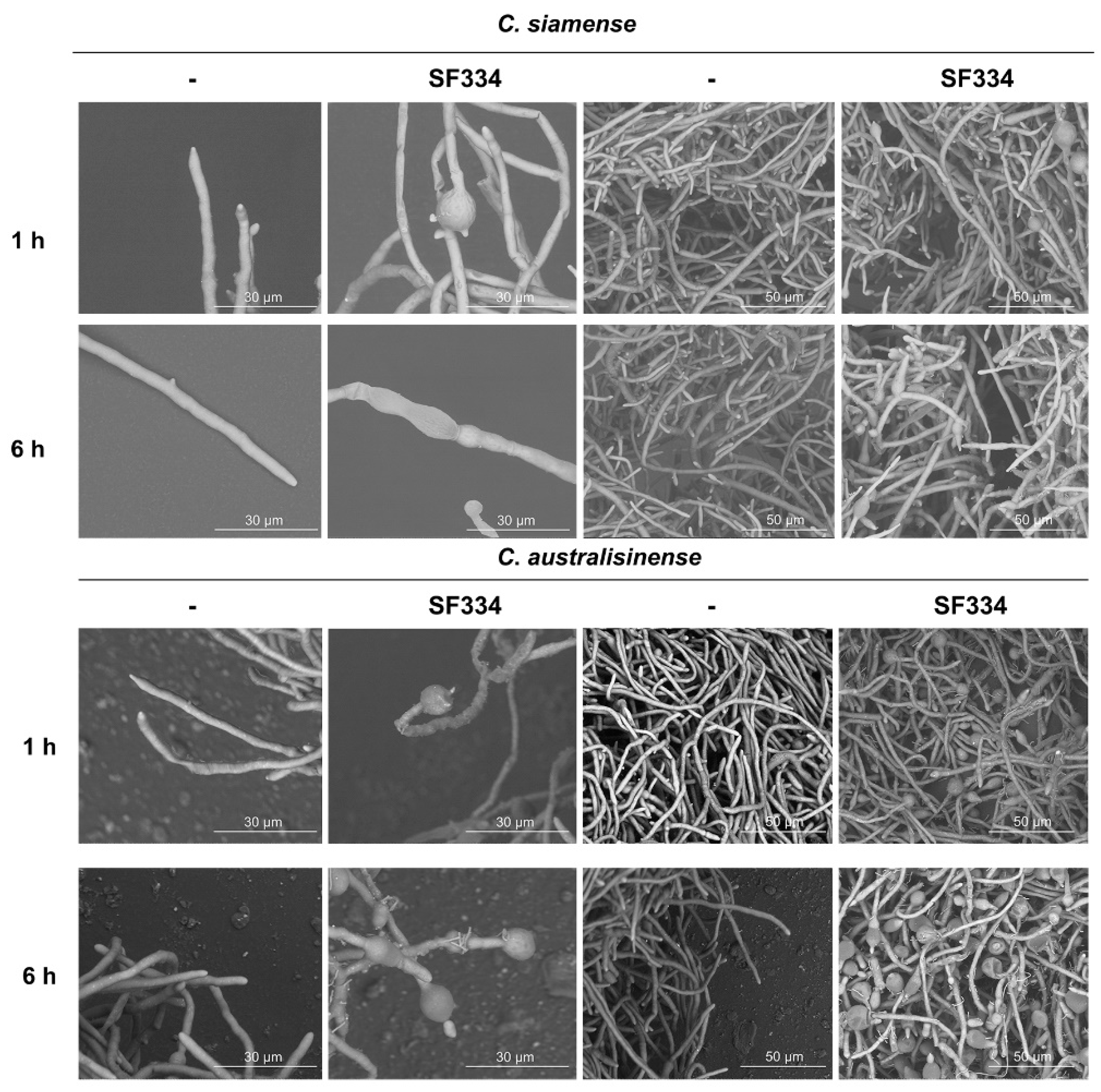 Preprints 97224 g005