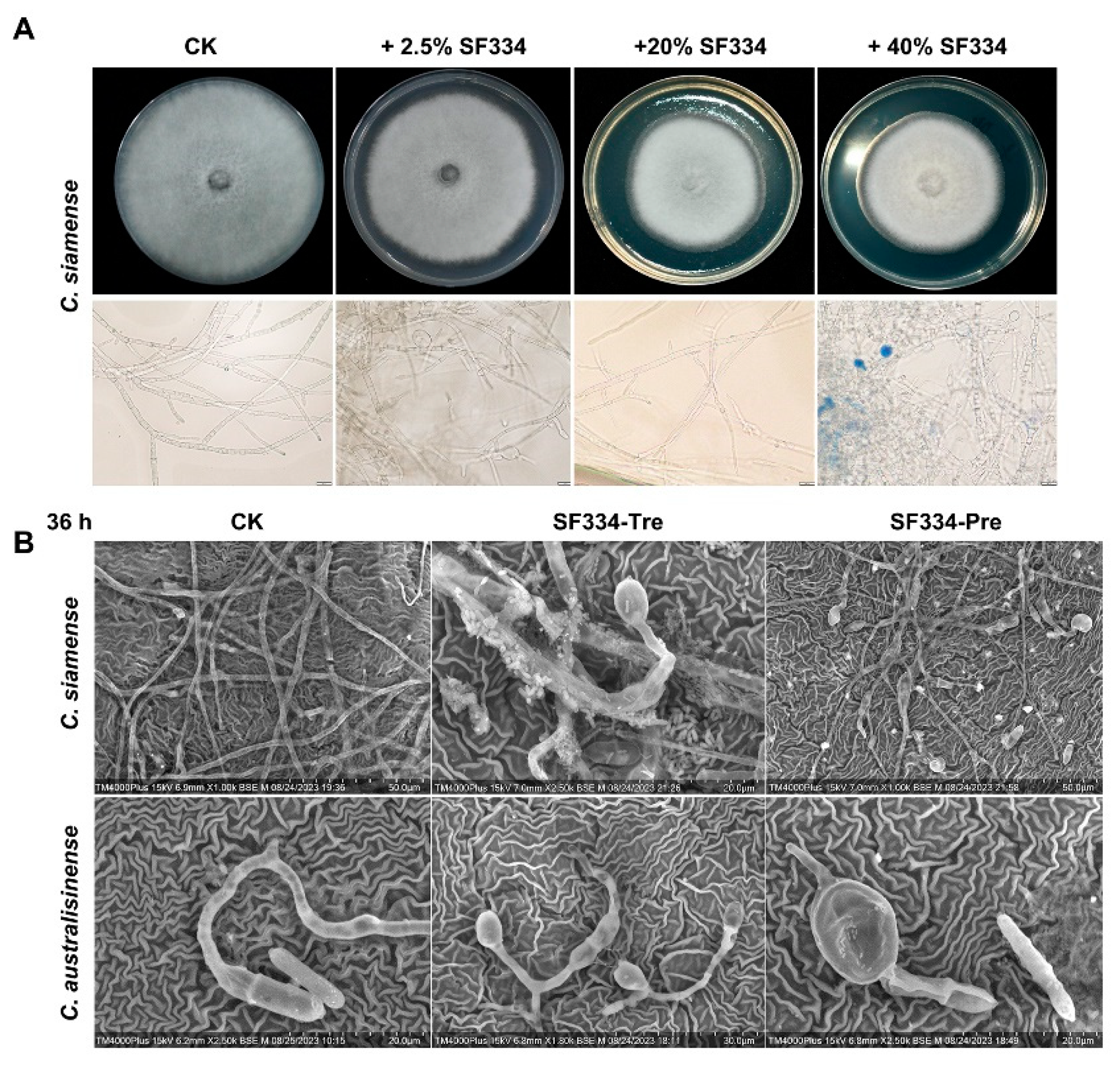 Preprints 97224 g006