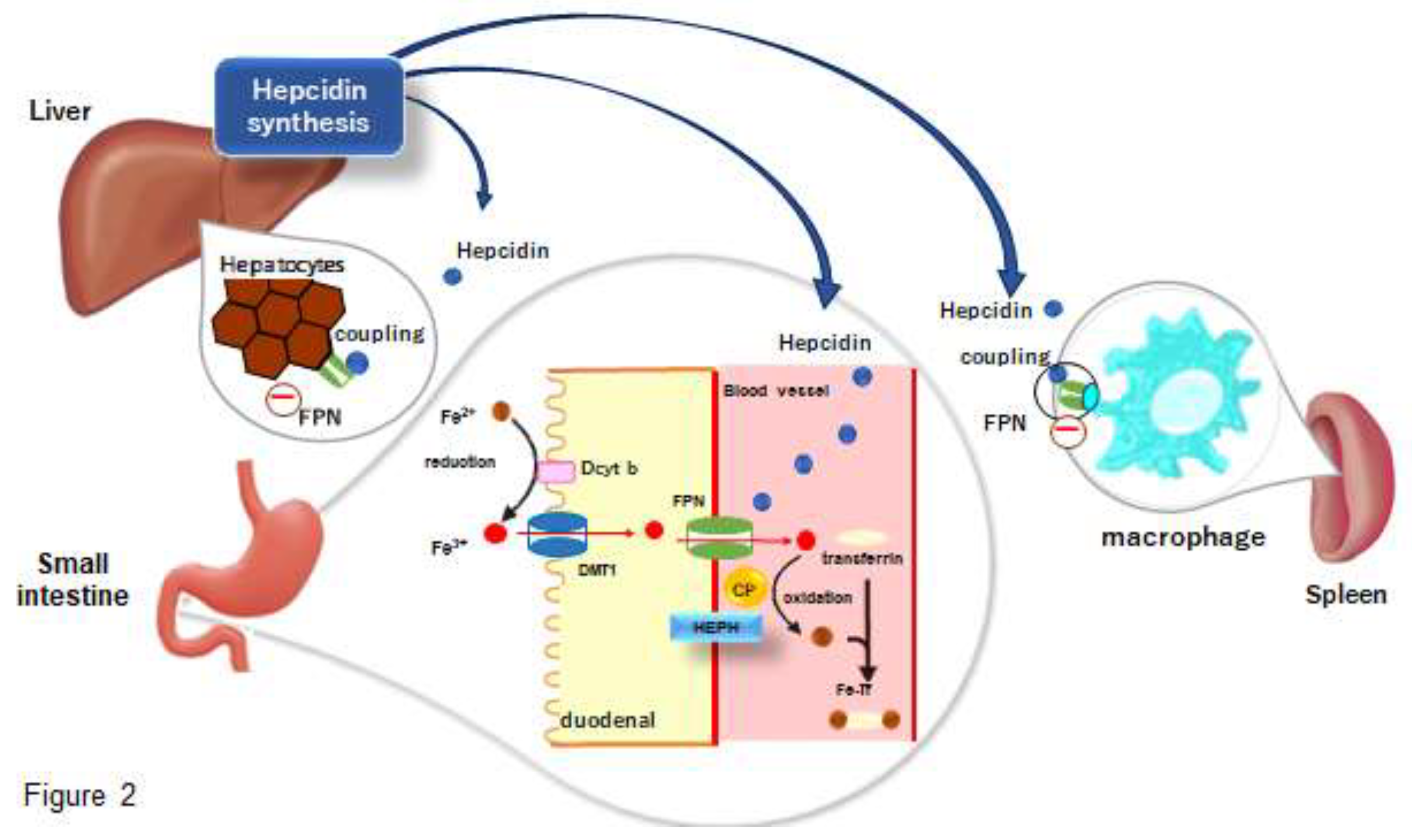 Preprints 120692 g002