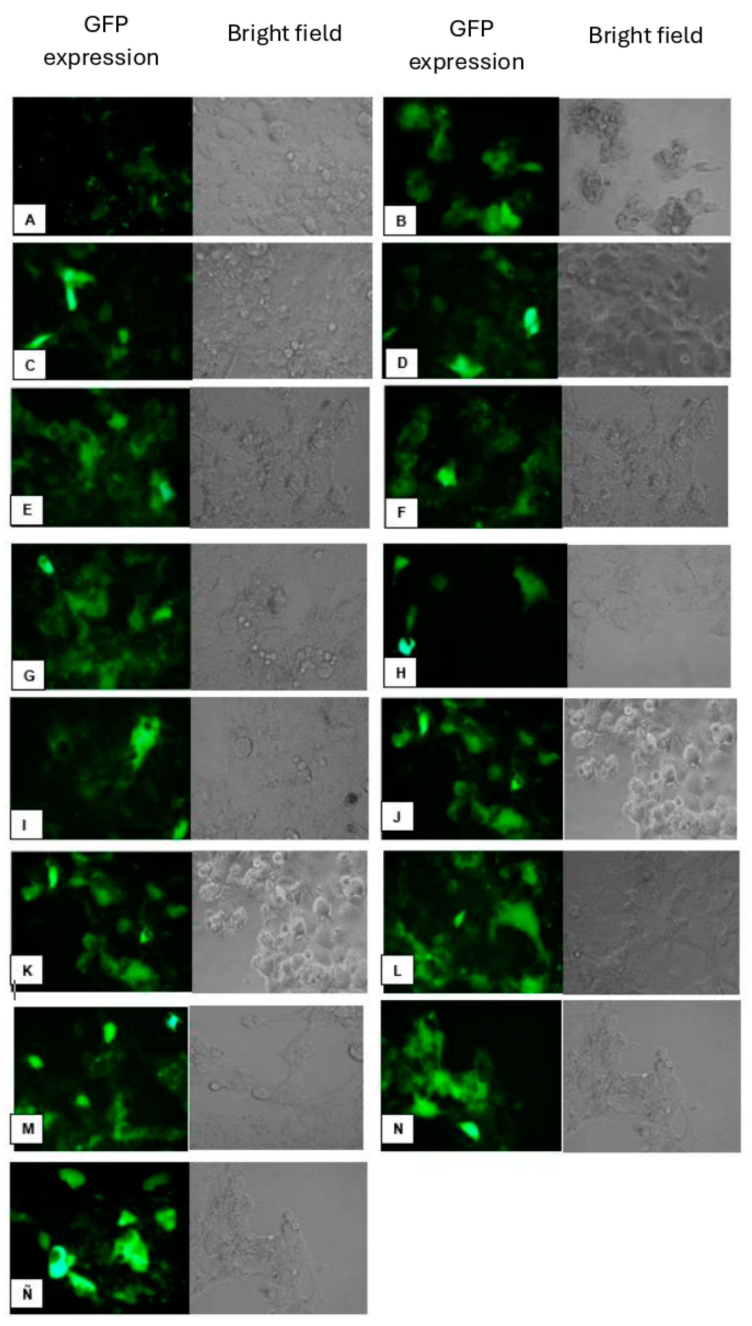 Preprints 138052 g009