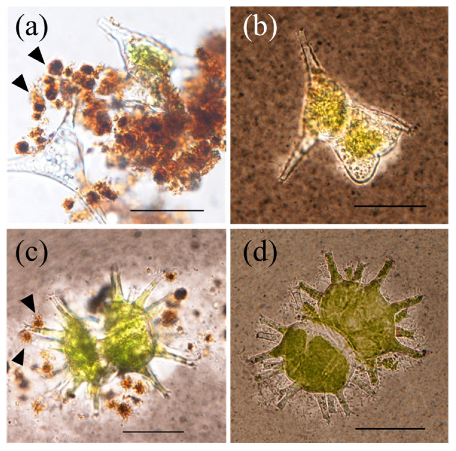 Preprints 77247 g003