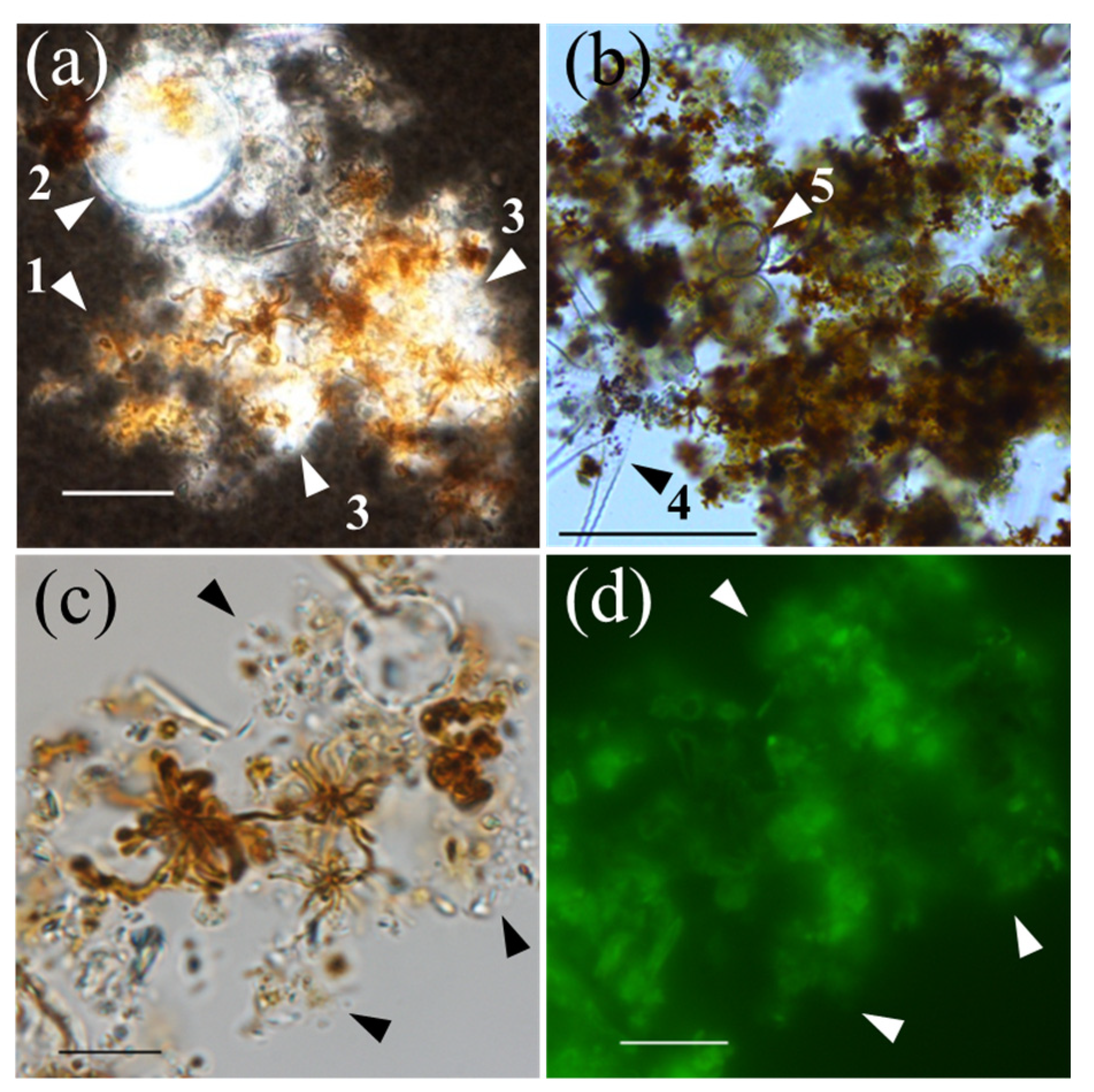 Preprints 77247 g004