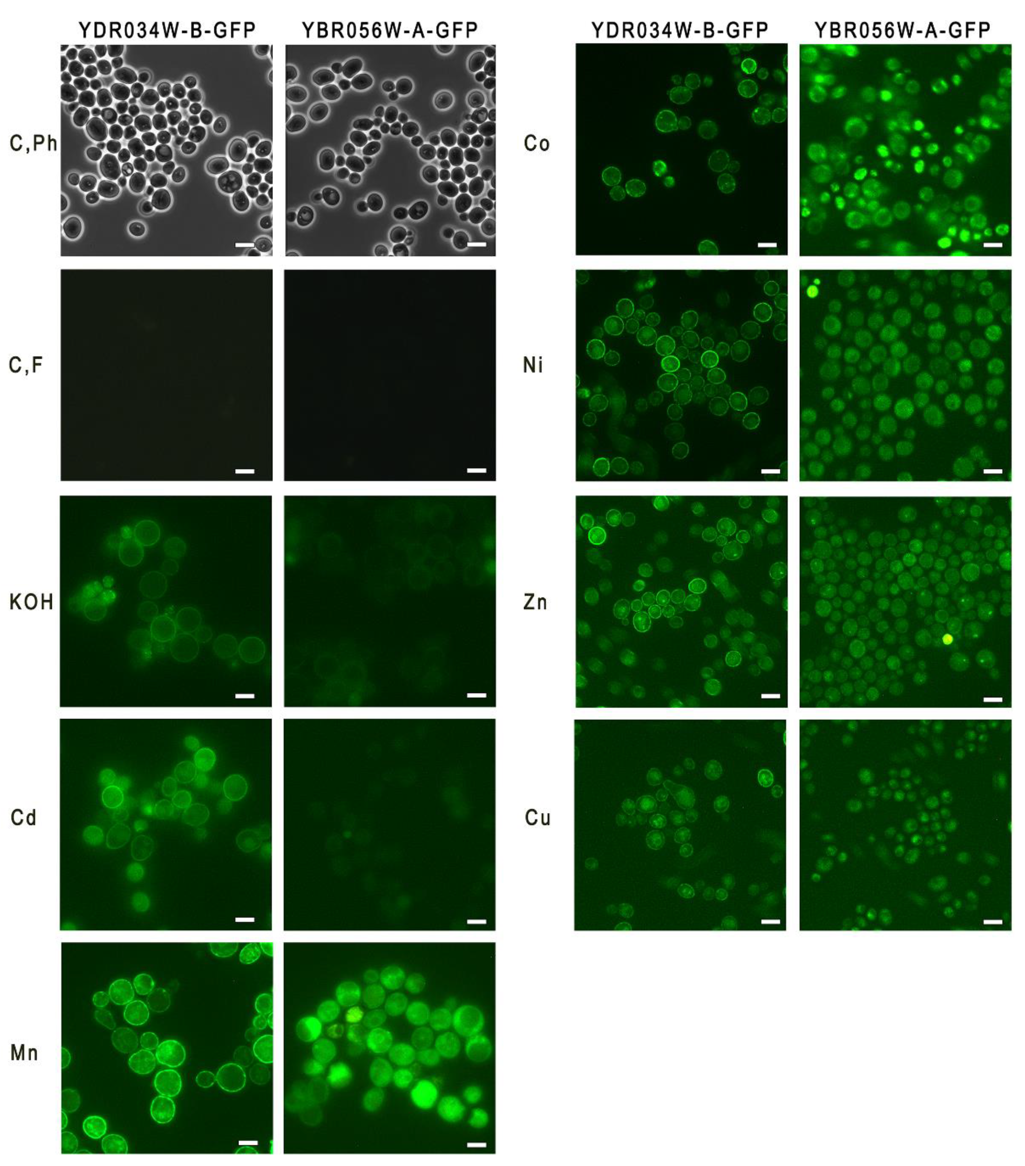 Preprints 71640 g002