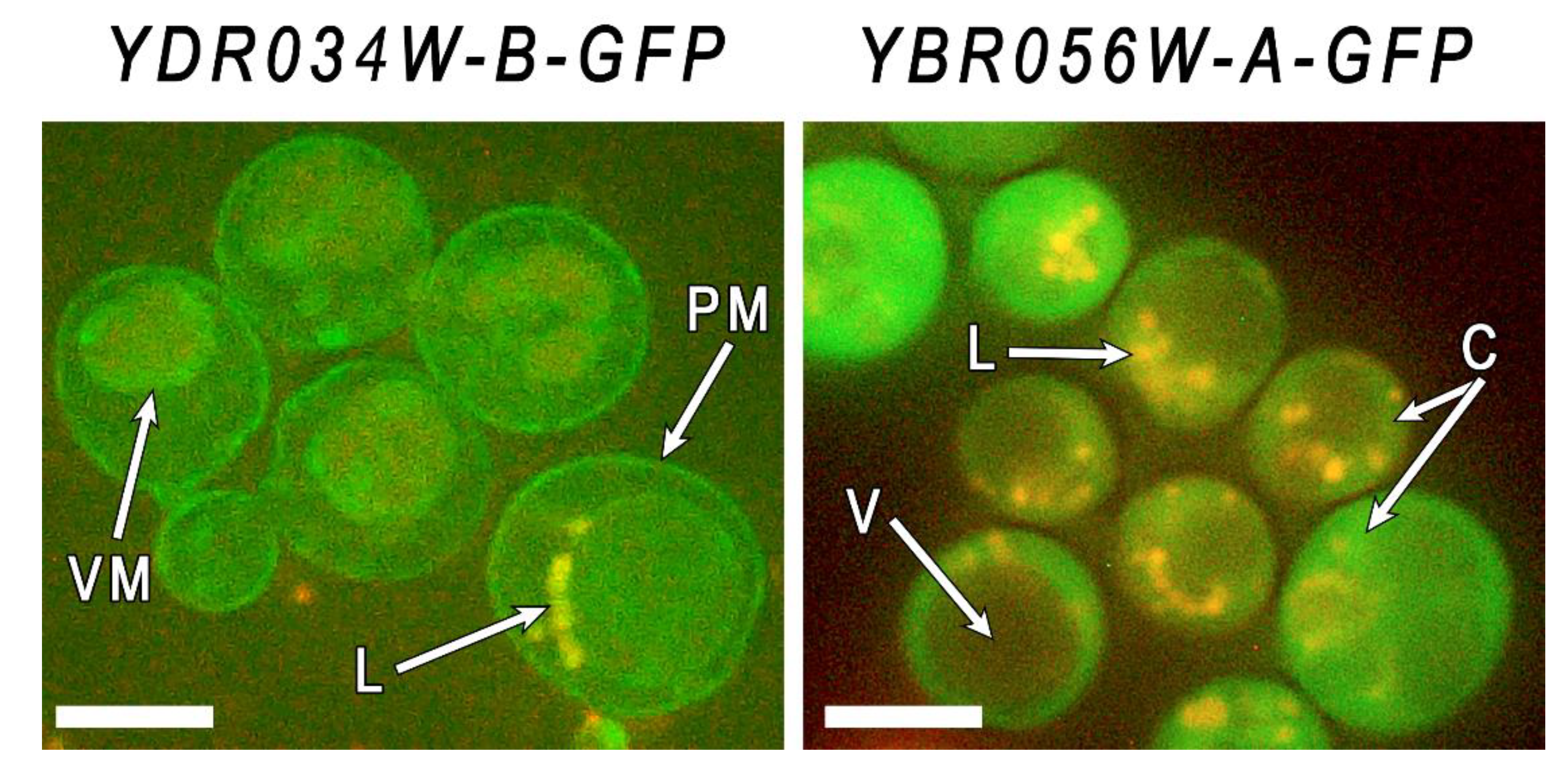 Preprints 71640 g004