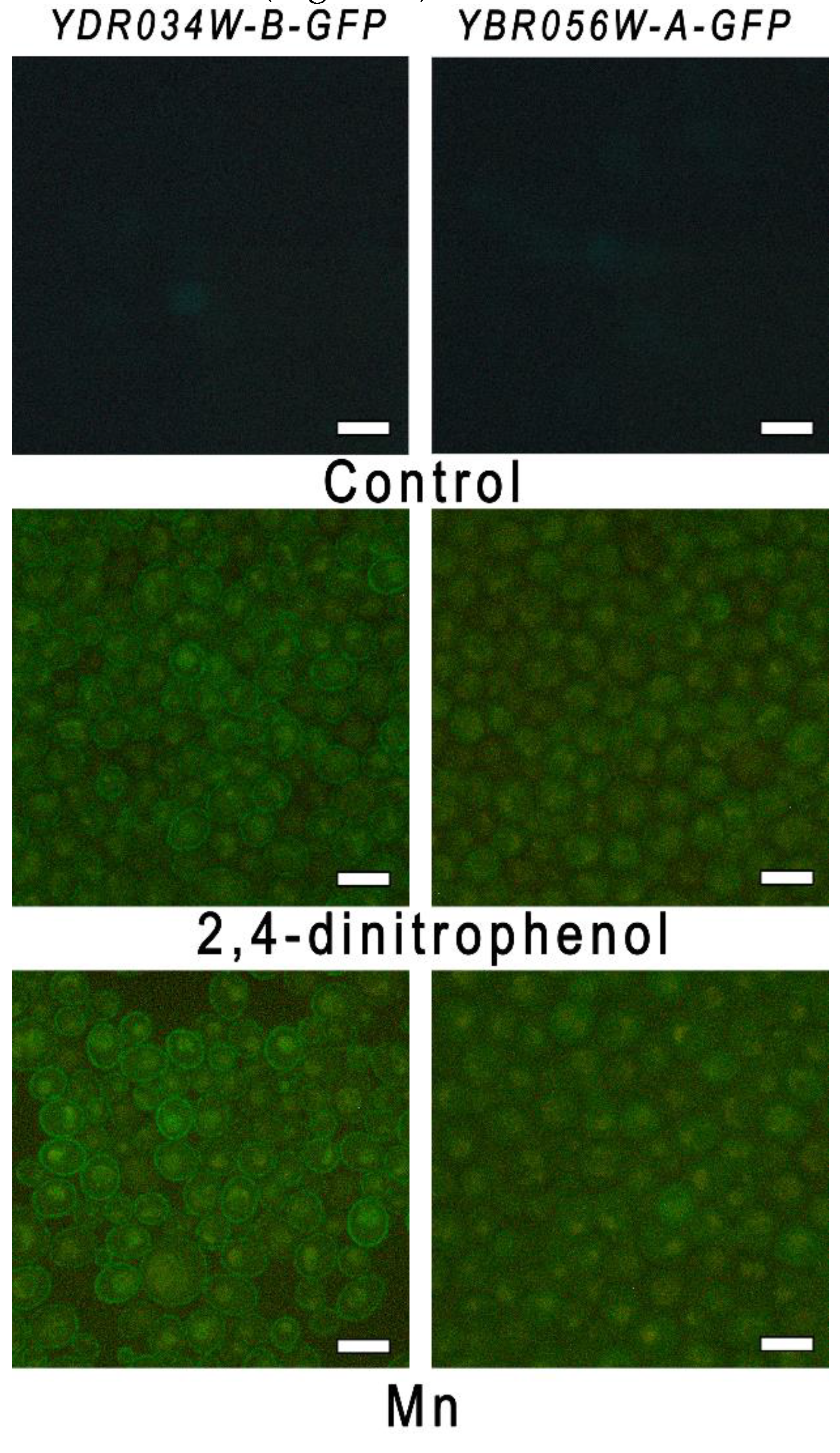 Preprints 71640 g005