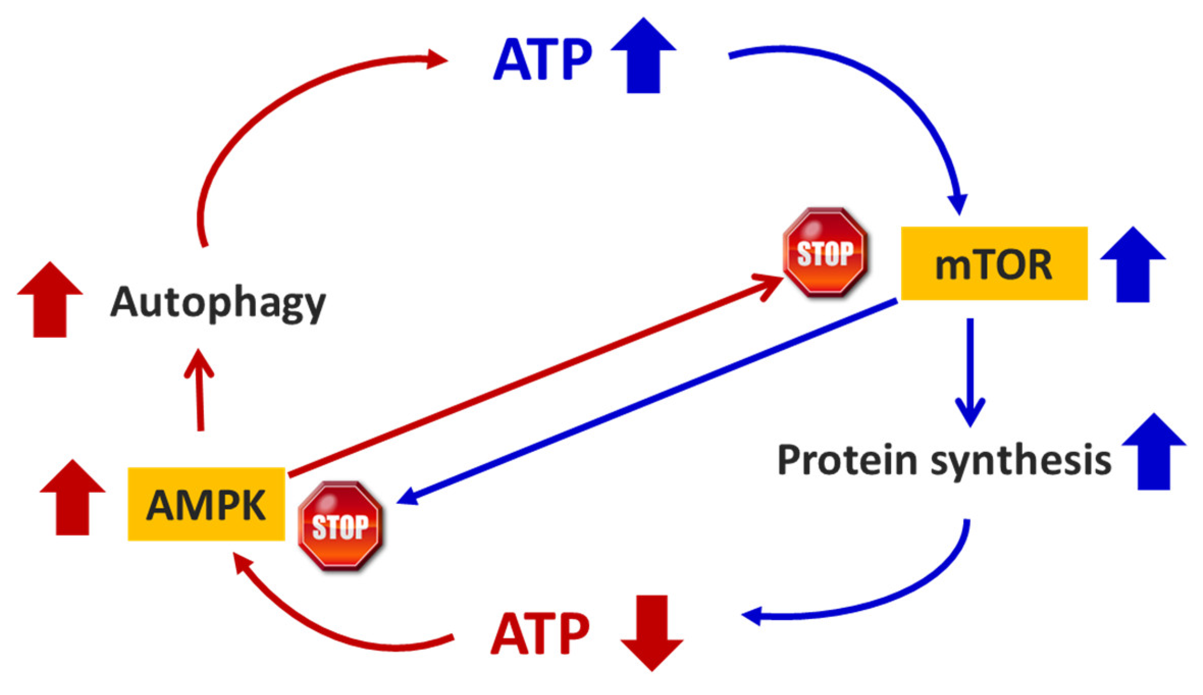 Preprints 108868 g001