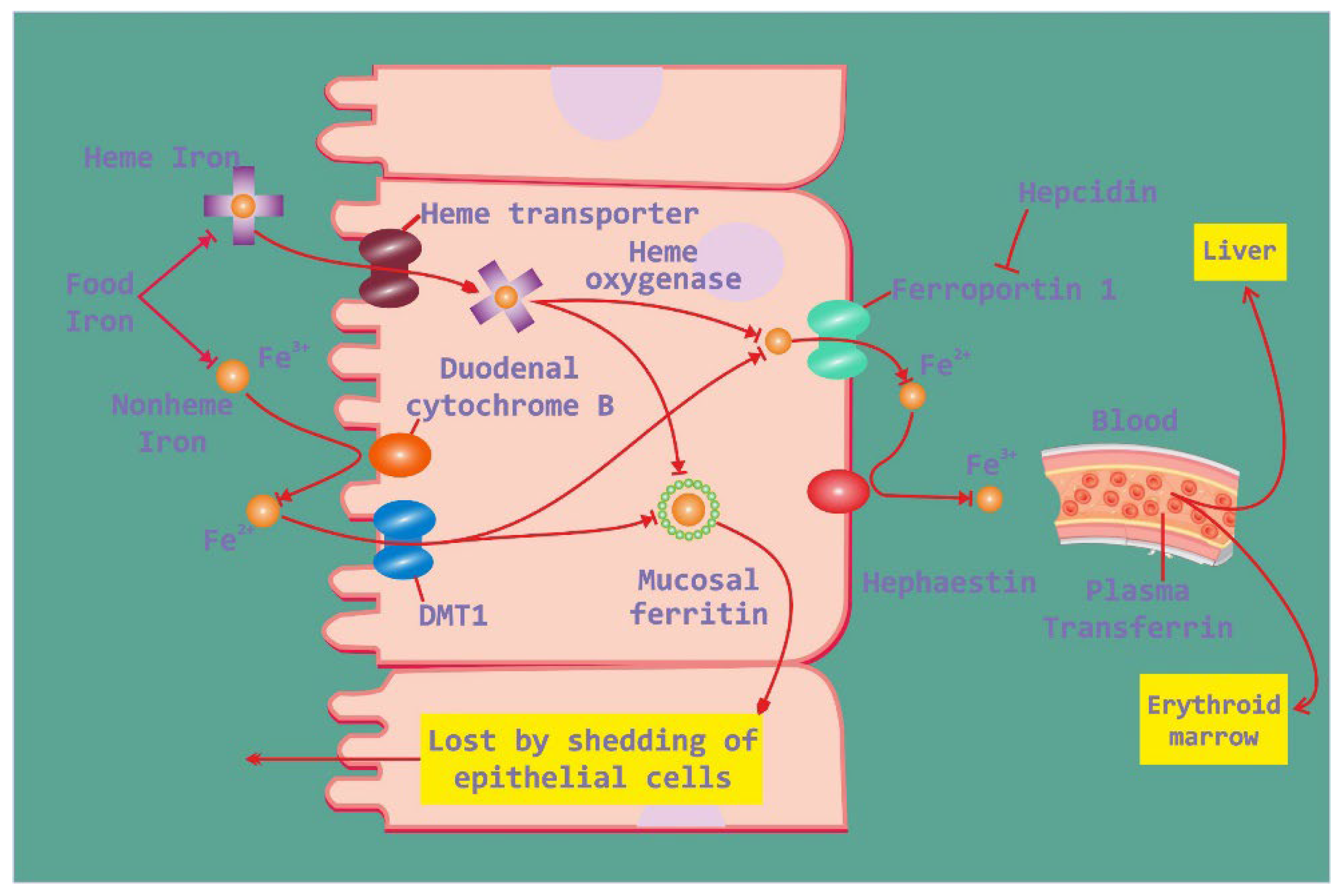 Preprints 104309 g001