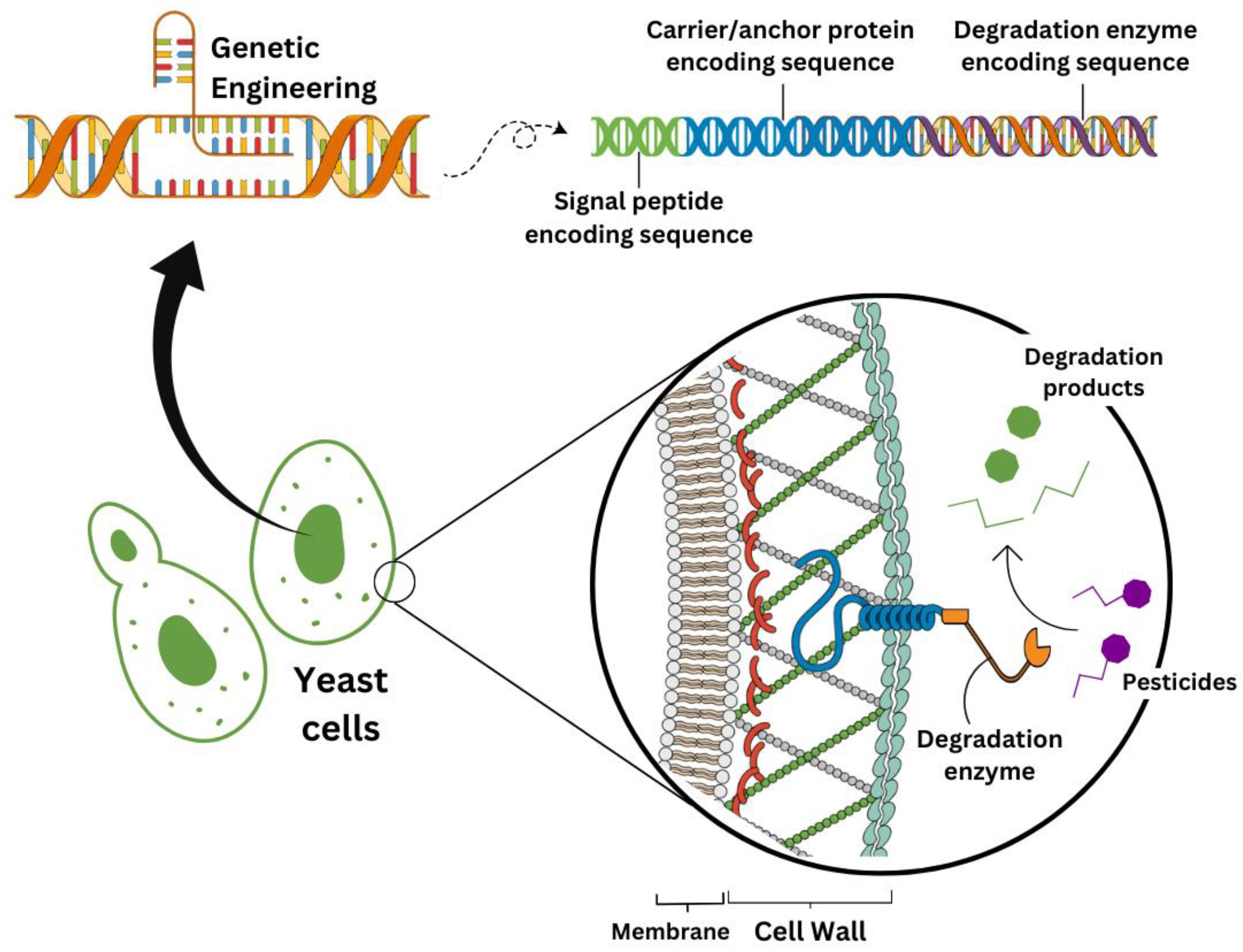 Preprints 120072 g004