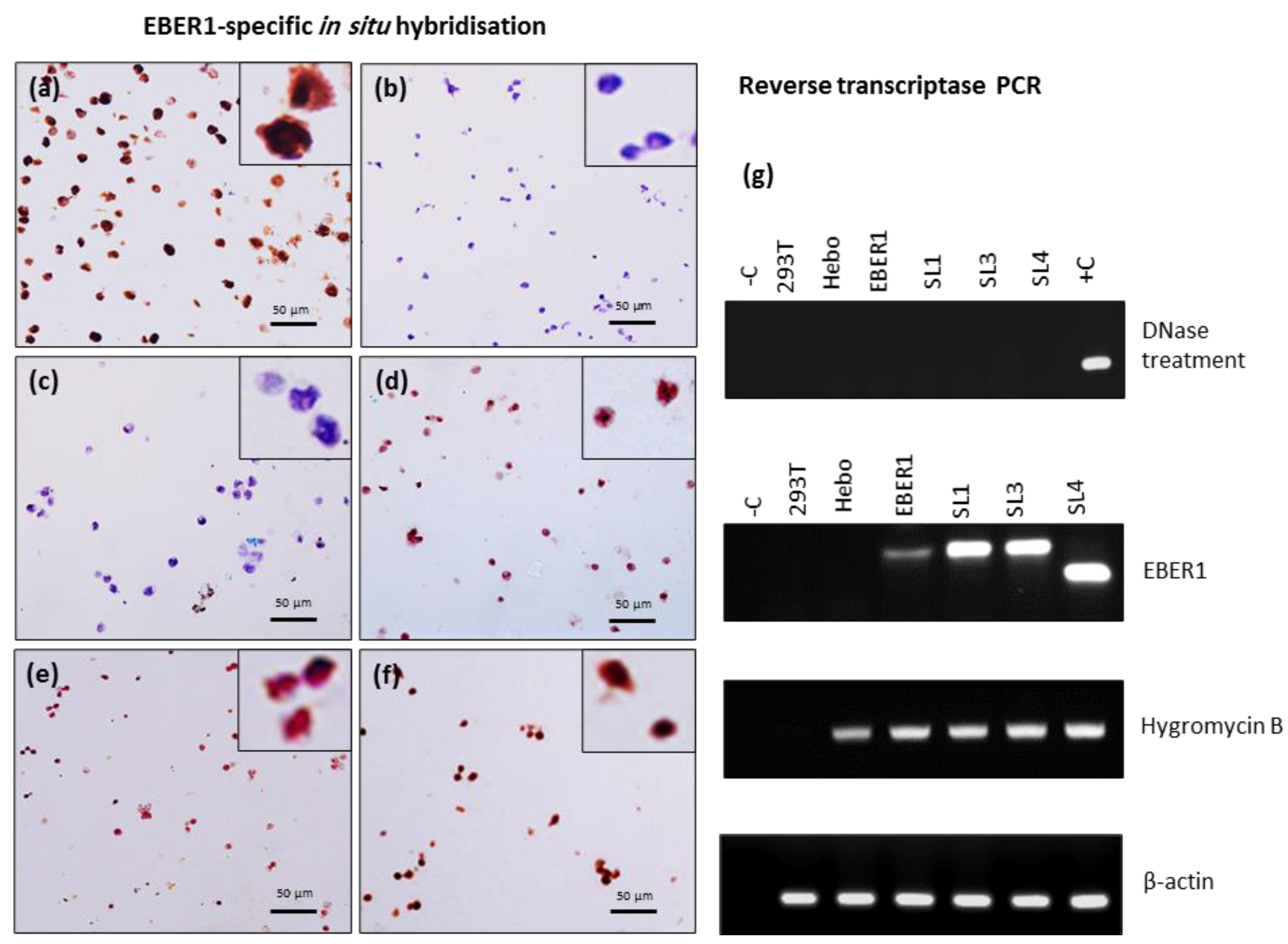 Preprints 72173 g002