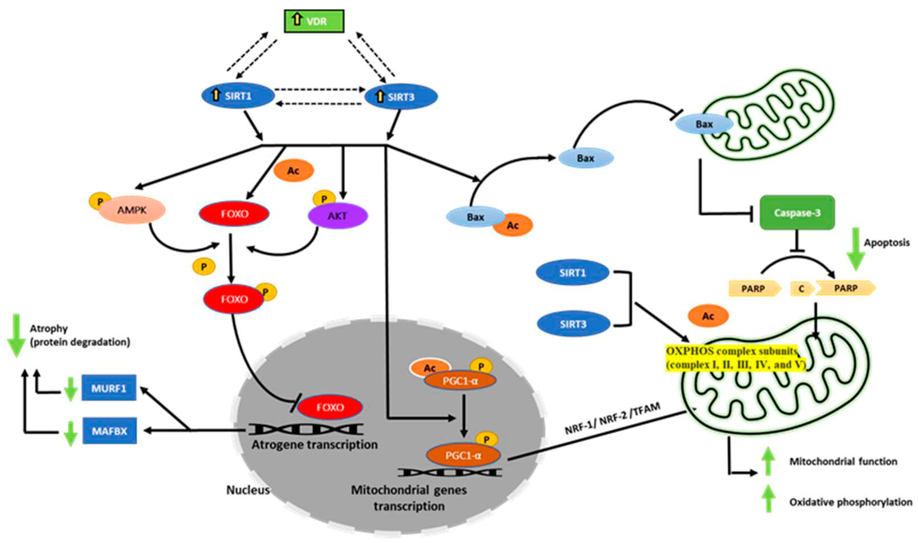 Preprints 85783 g008