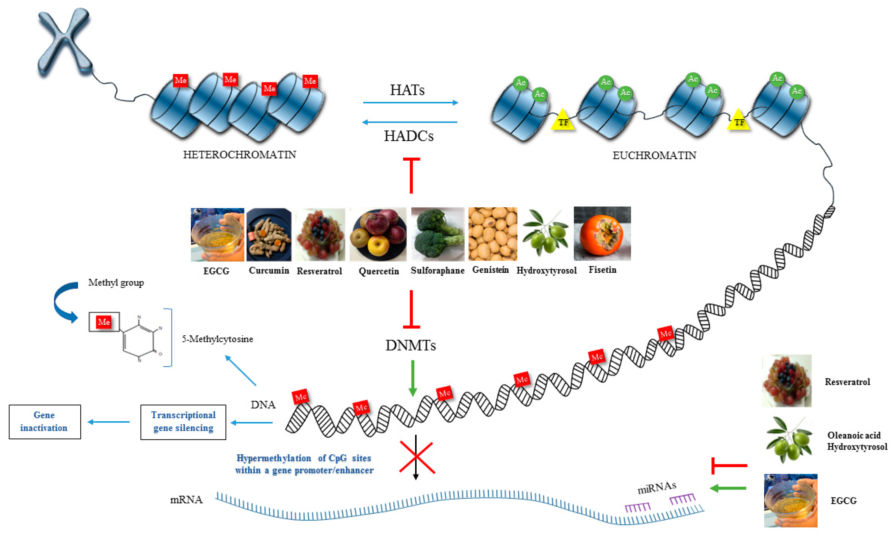 Preprints 114053 g001