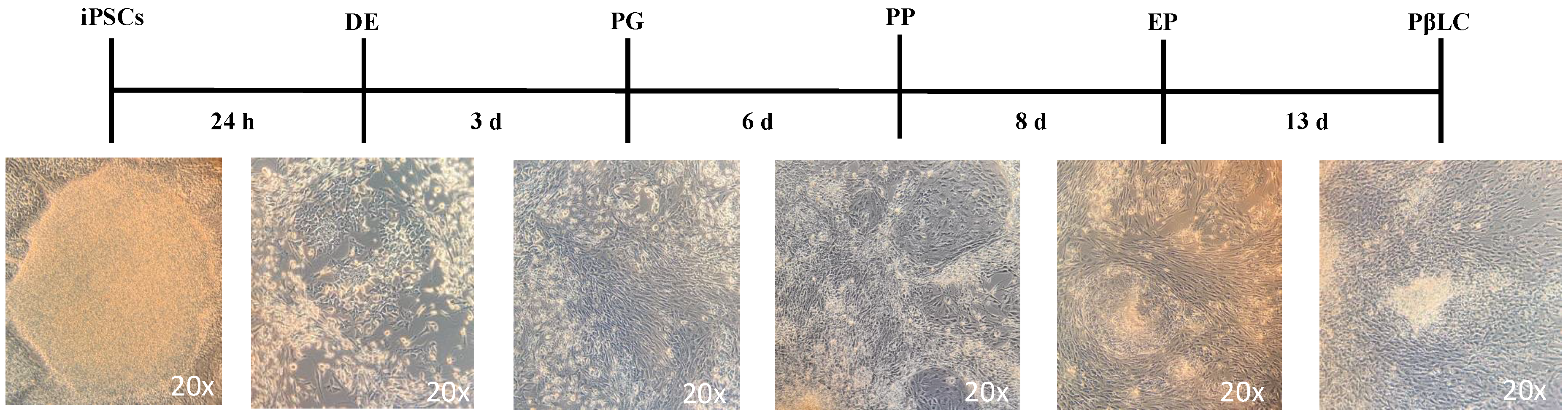 Preprints 112109 g002