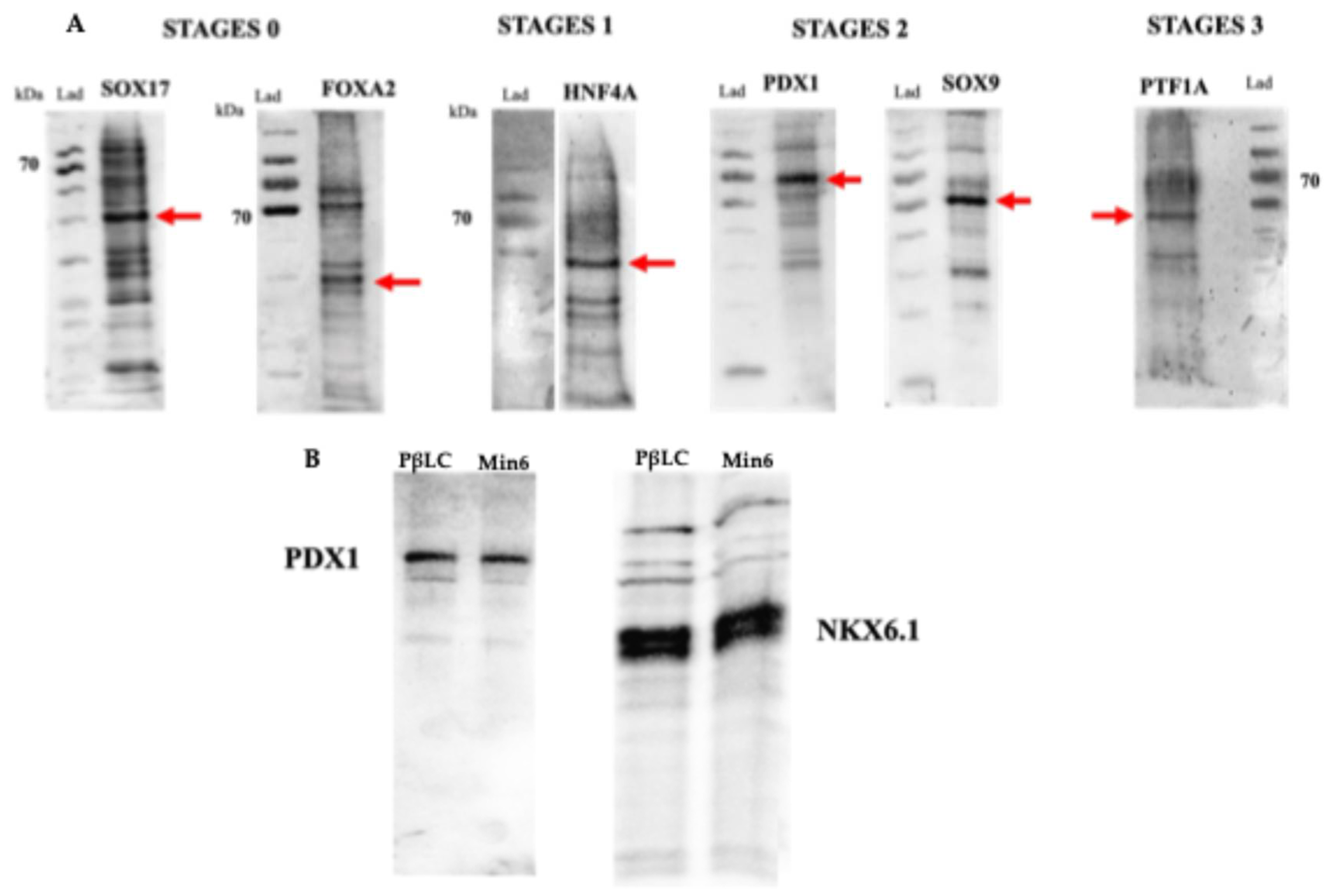 Preprints 112109 g004