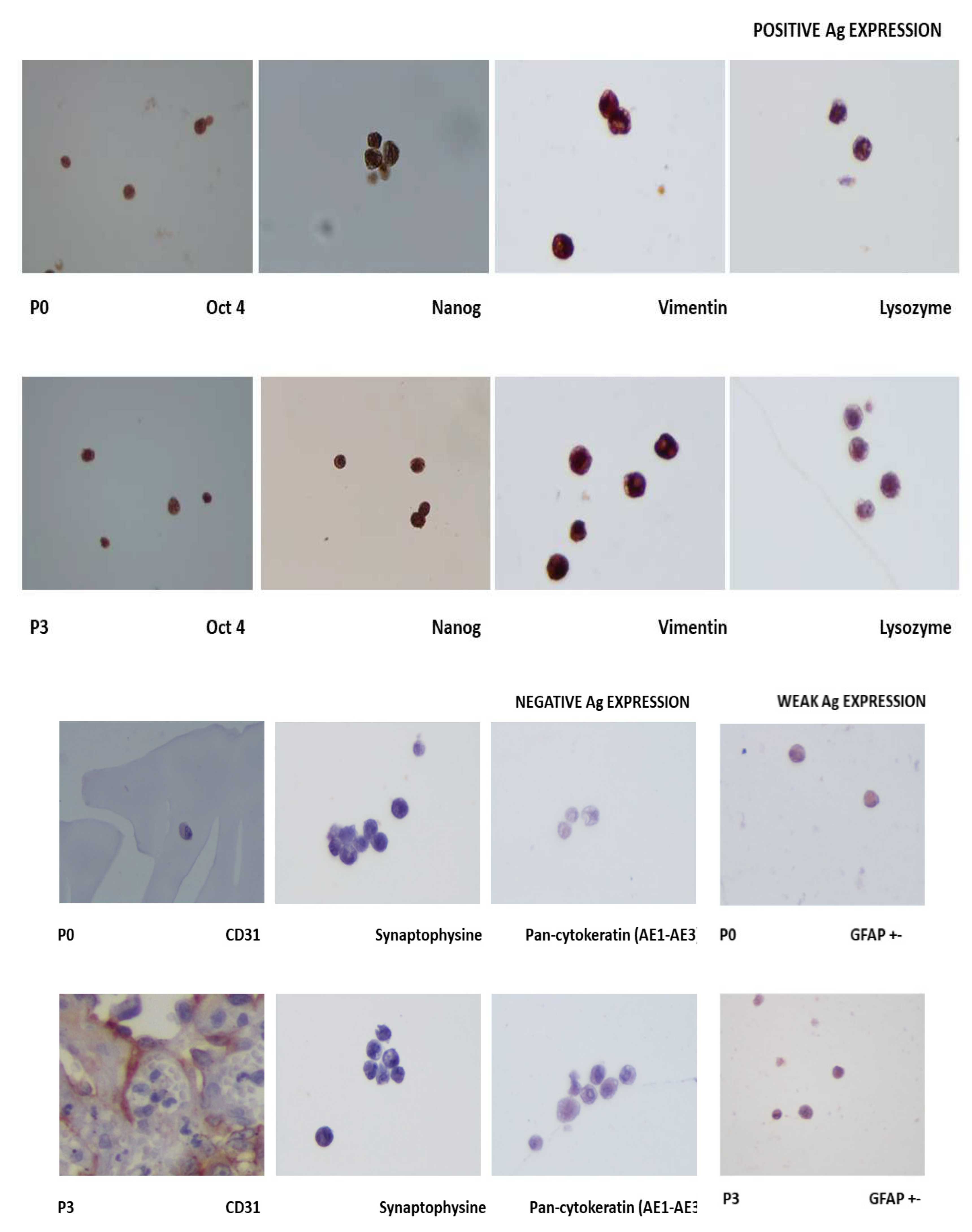 Preprints 69615 g008