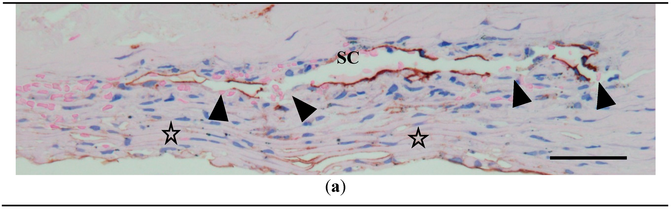 Preprints 93050 g003