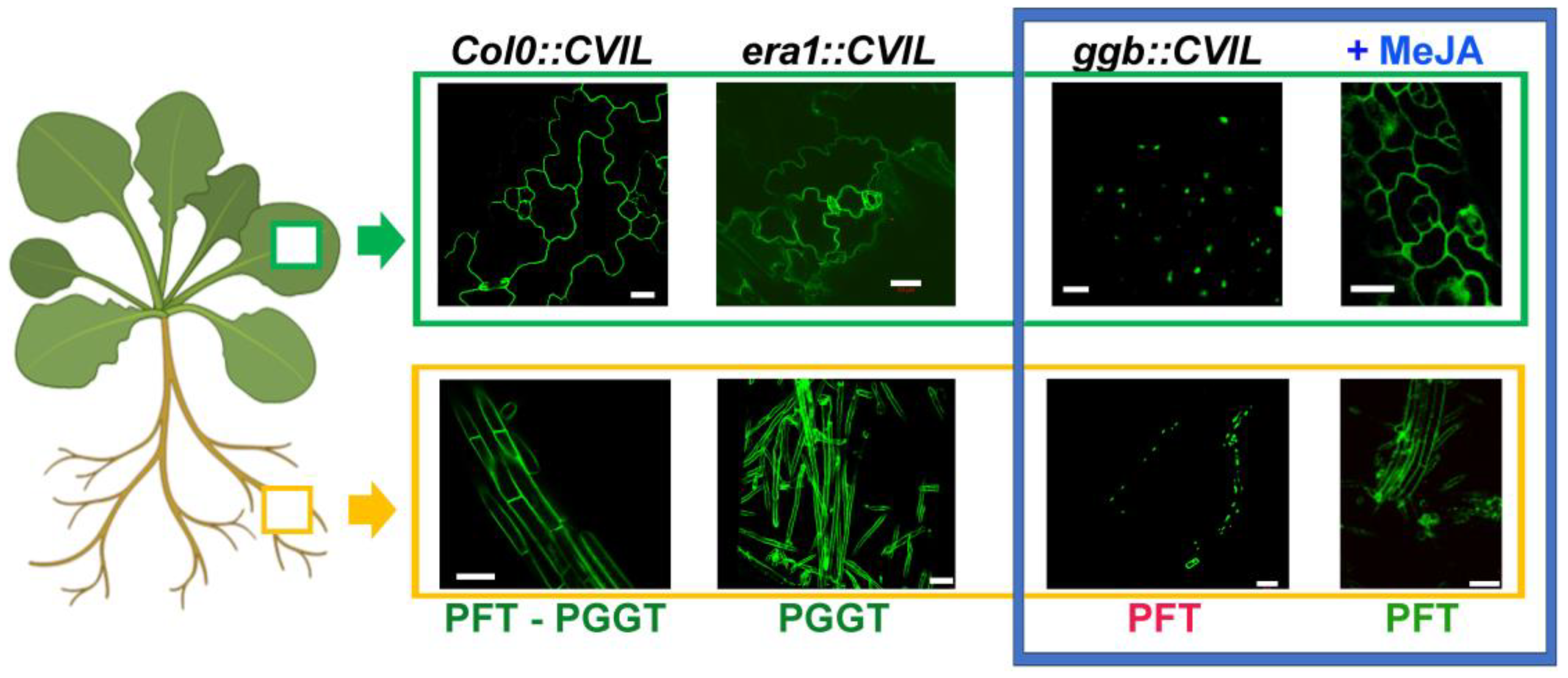 Preprints 95889 g002