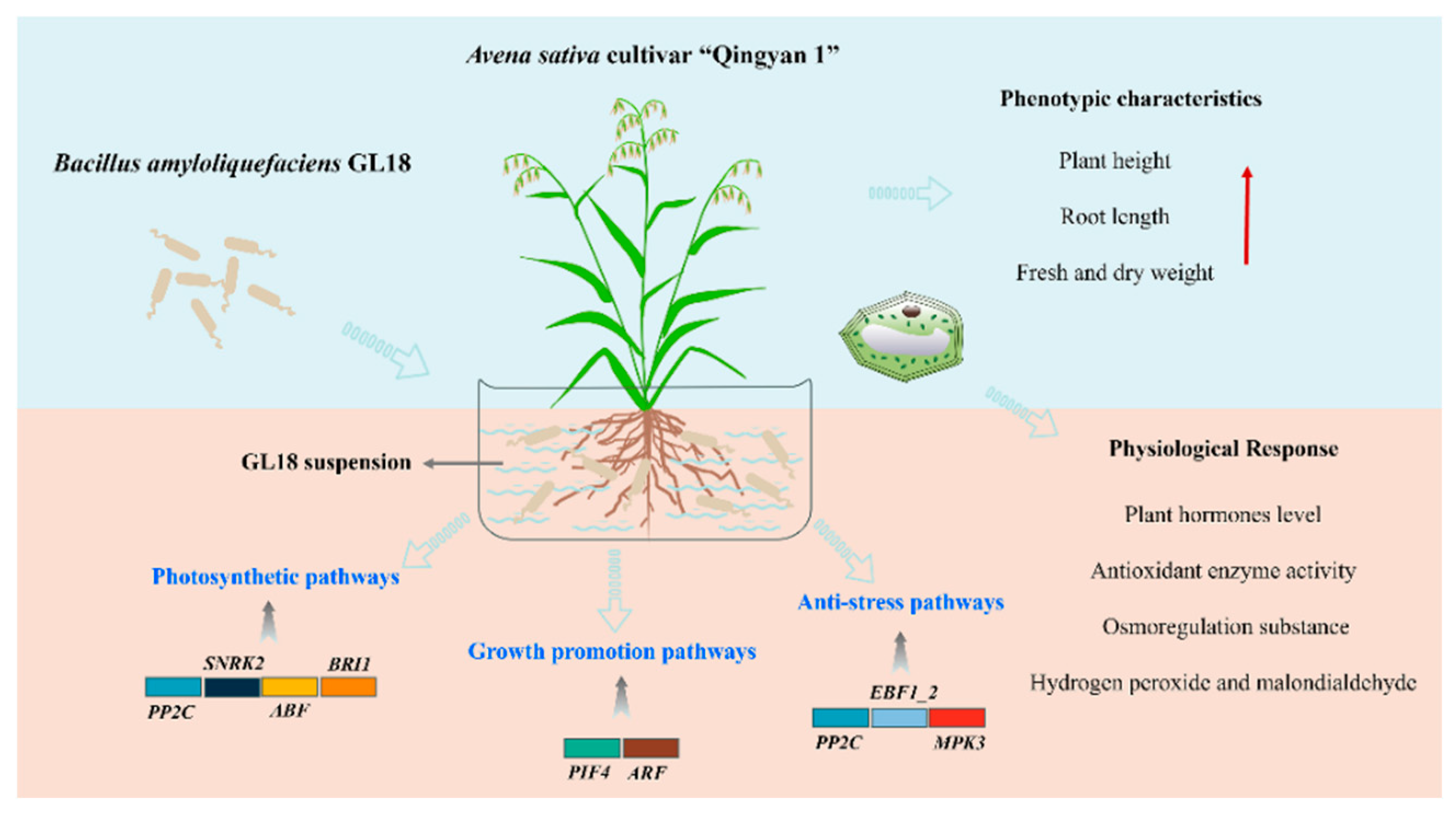 Preprints 116206 g010