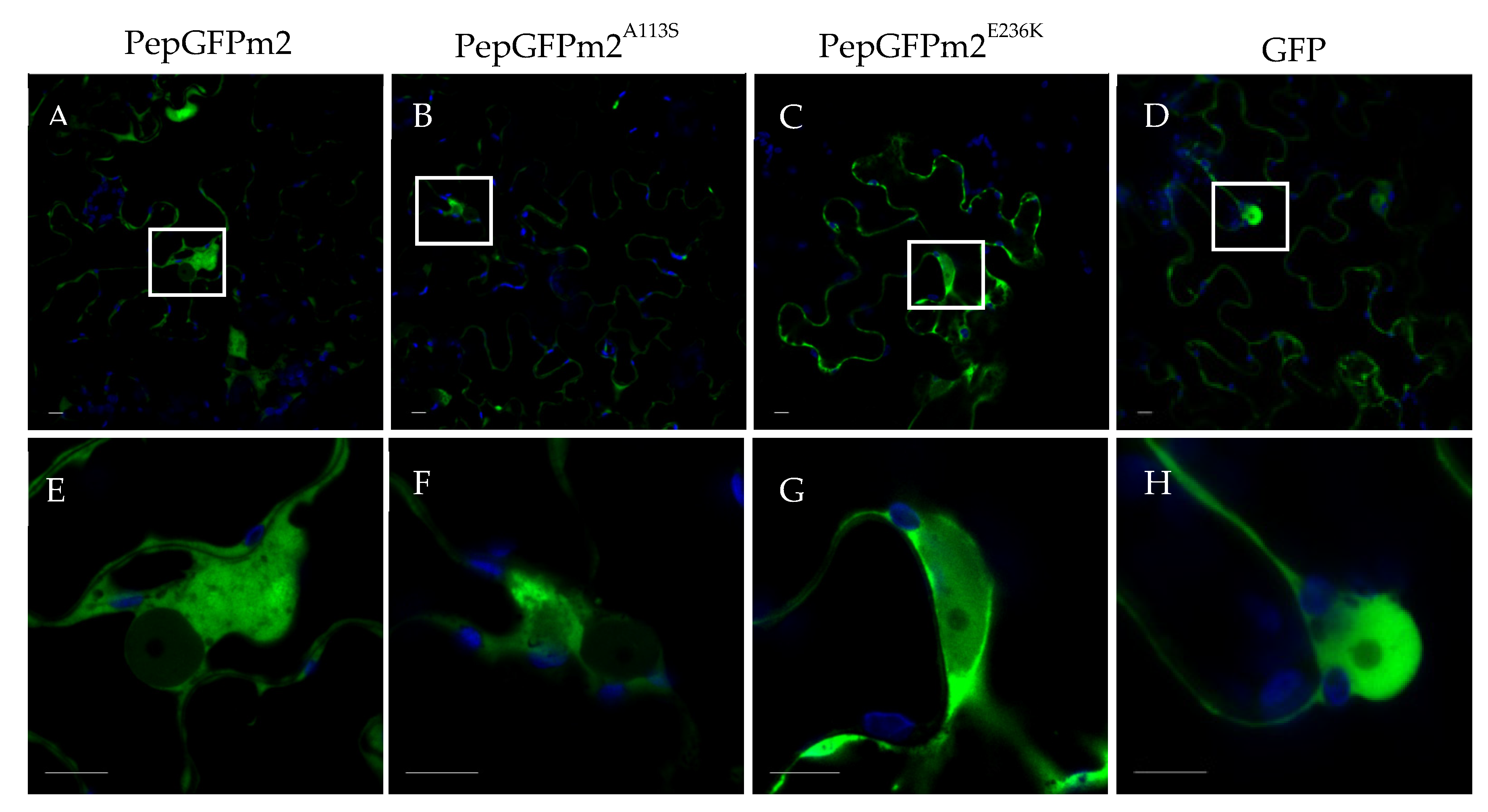 Preprints 87450 g005