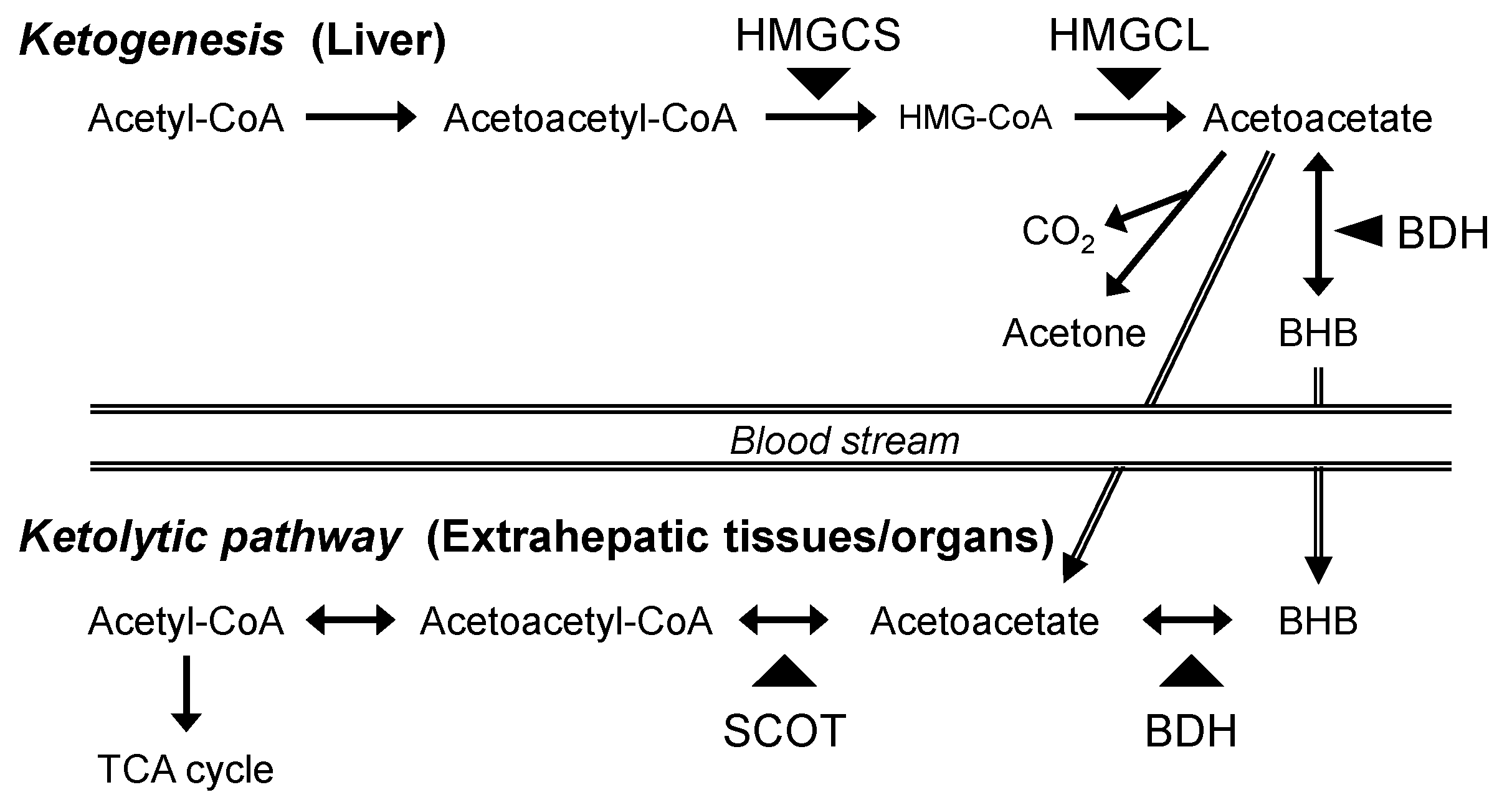 Preprints 112862 g001