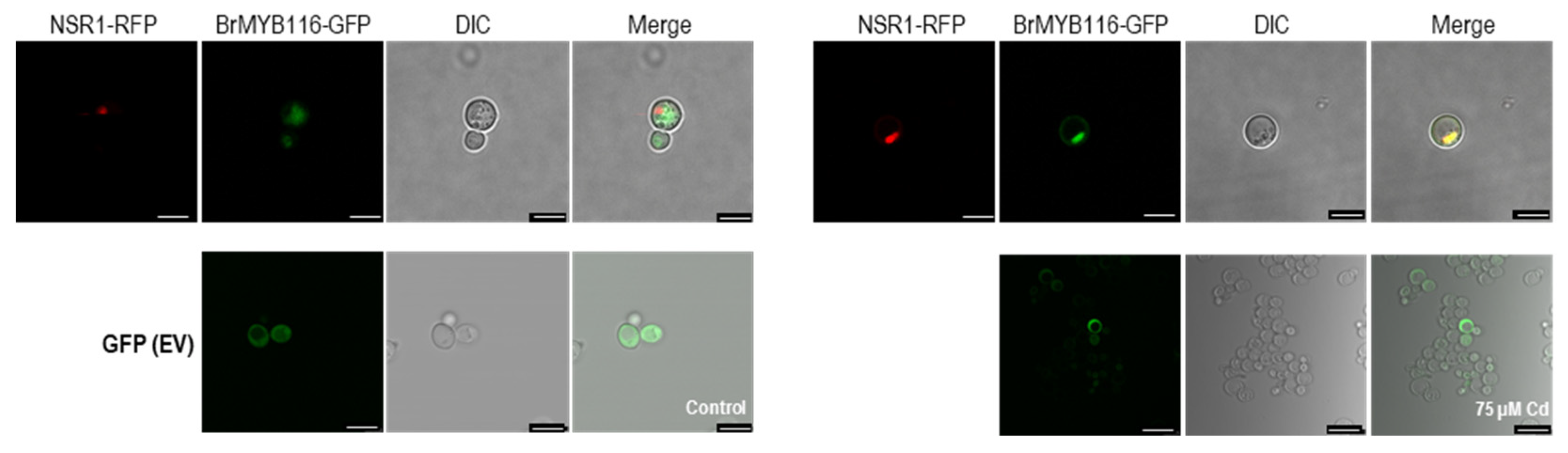 Preprints 82637 g003