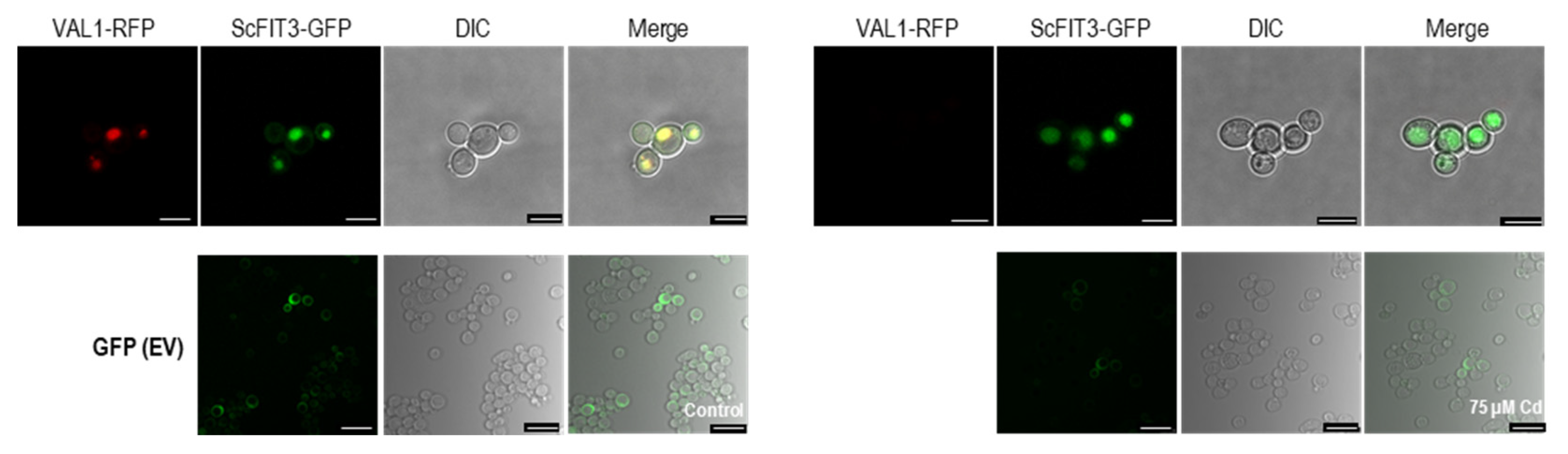 Preprints 82637 g006