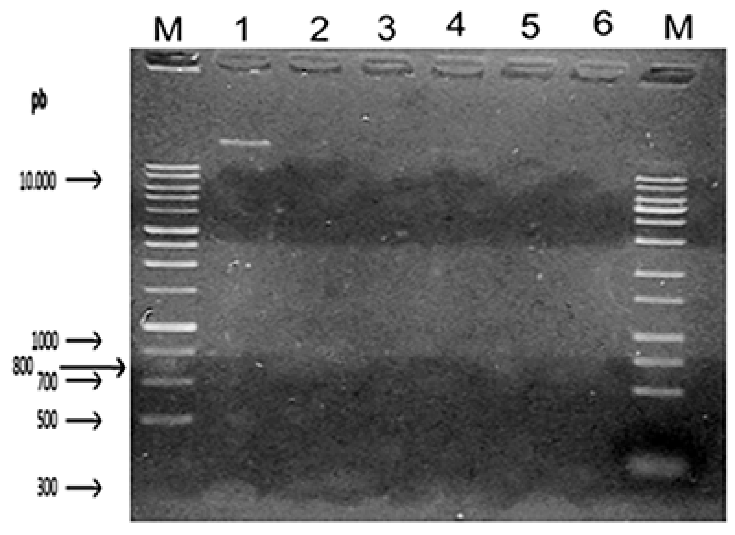 Preprints 118062 g001