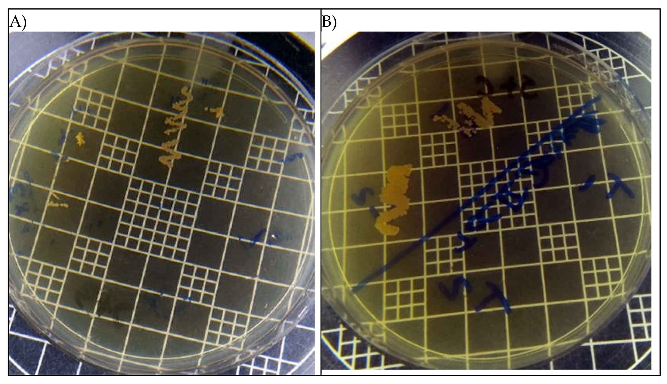 Preprints 118062 g003